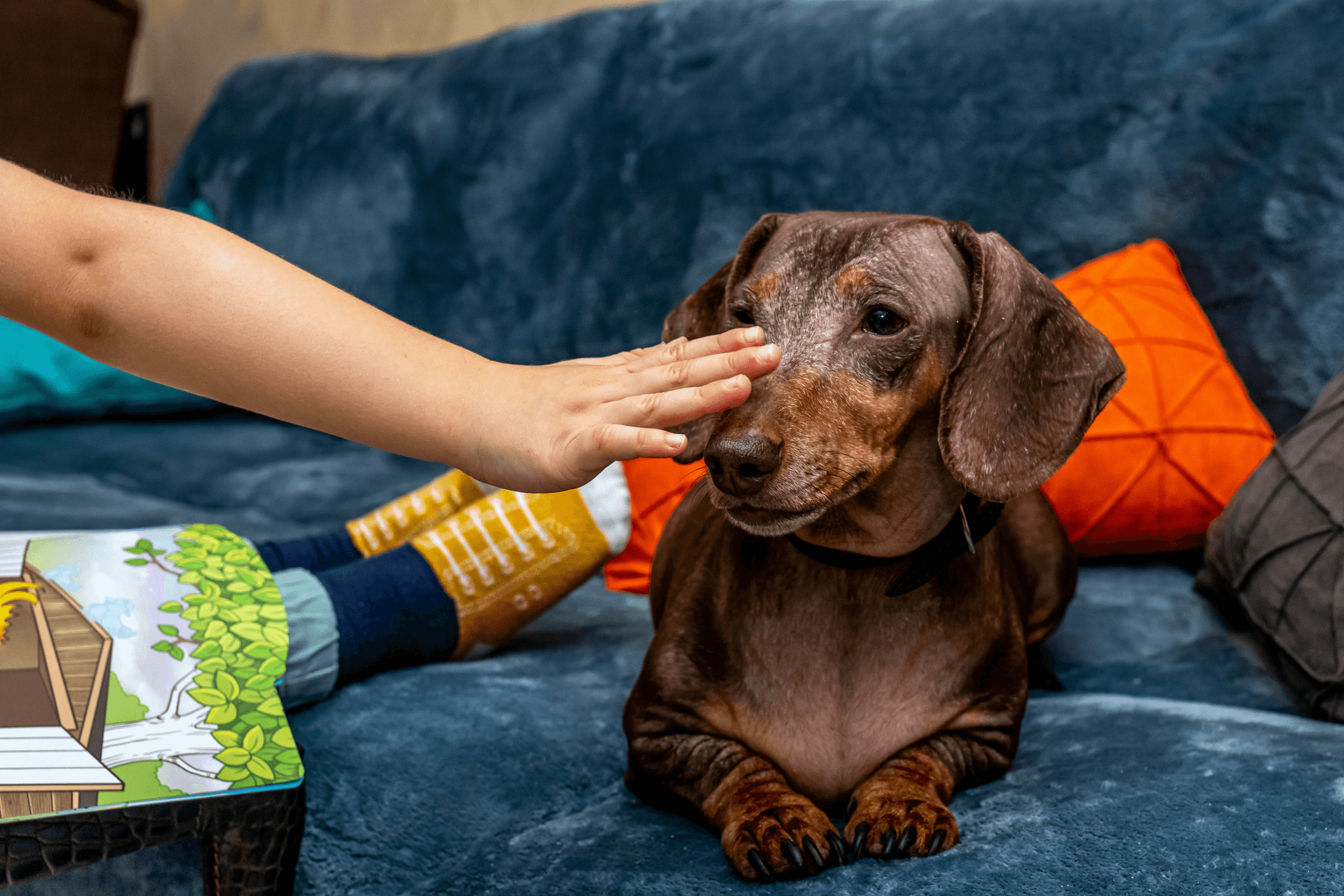 Happy dog using push buttons for dogs