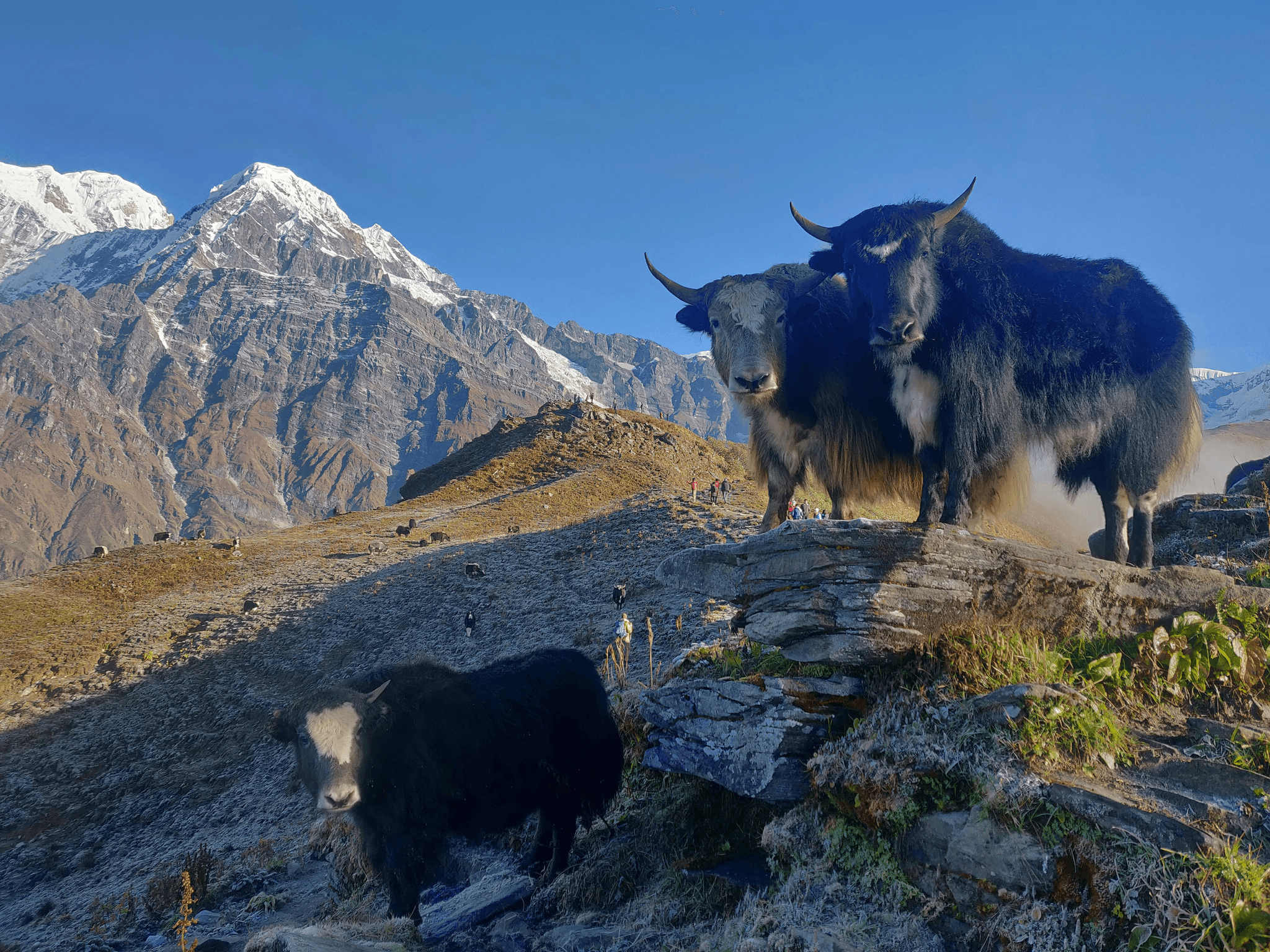 The Significance of Yaks for Tibetan People: resilient creatures embodying cultural heritage.