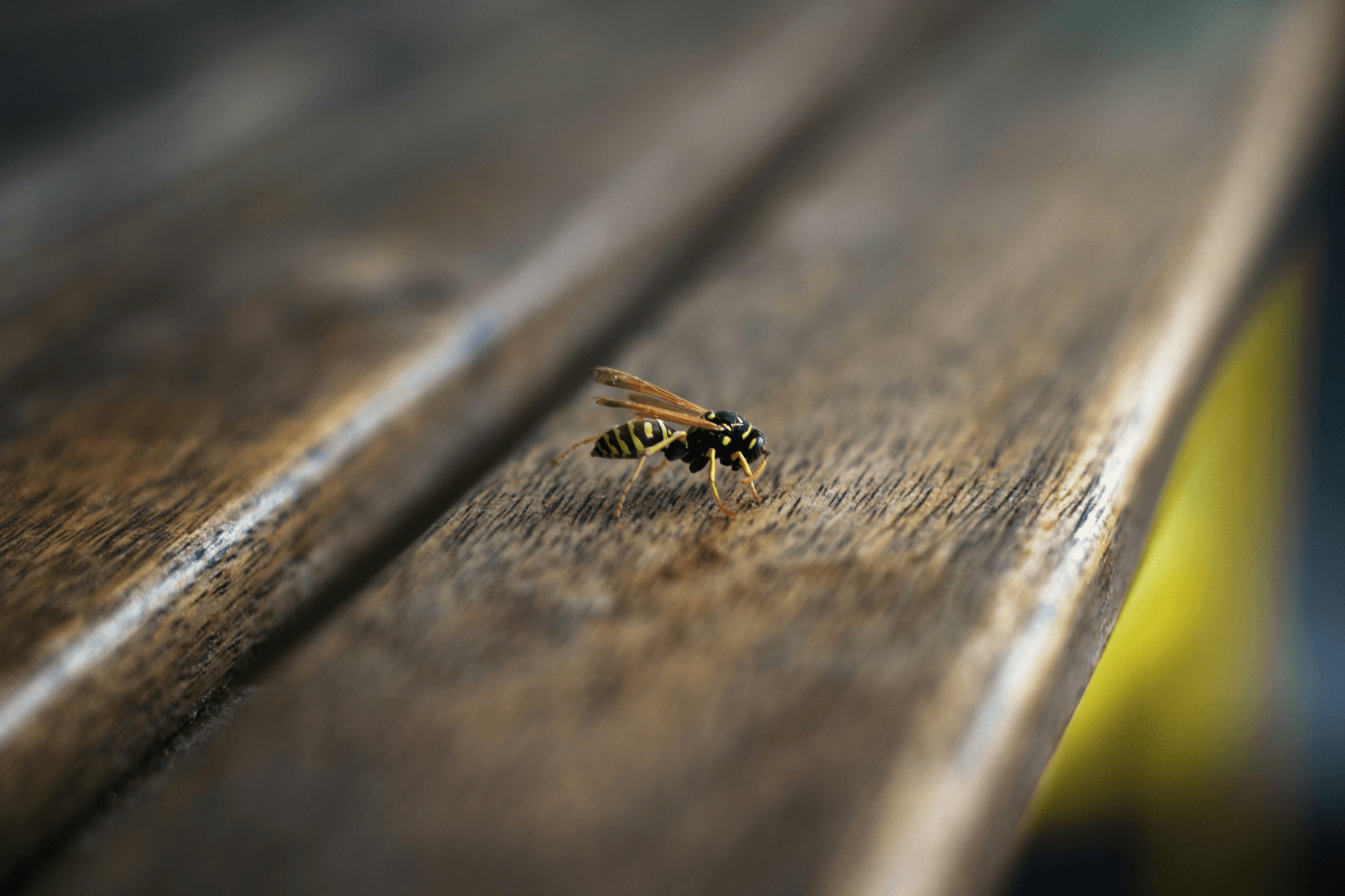 Les guêpes sont de retour que faire ? Interview RTS - Insectis Sàrl