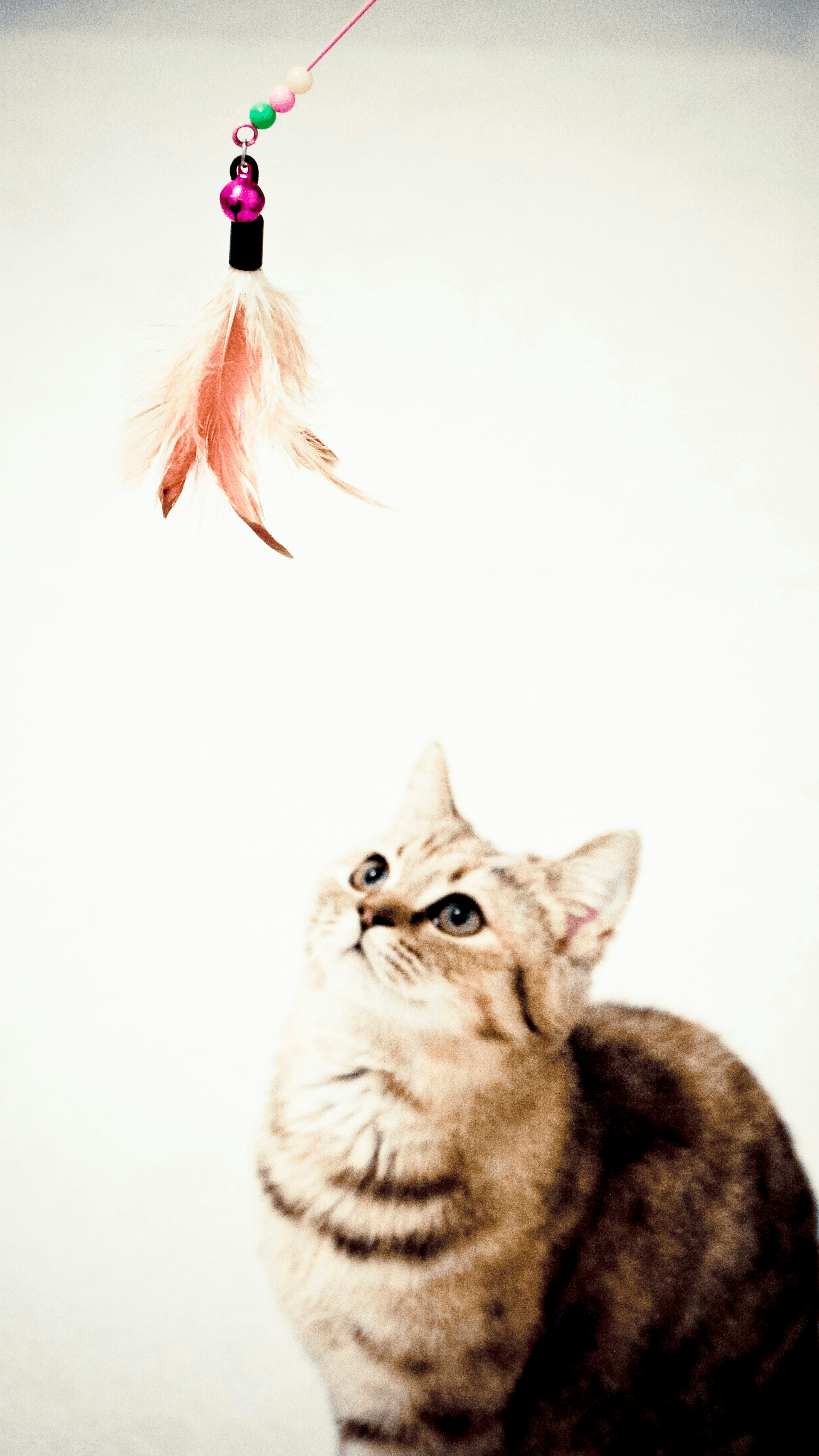 Playful tabby cat playing with moving cat toy