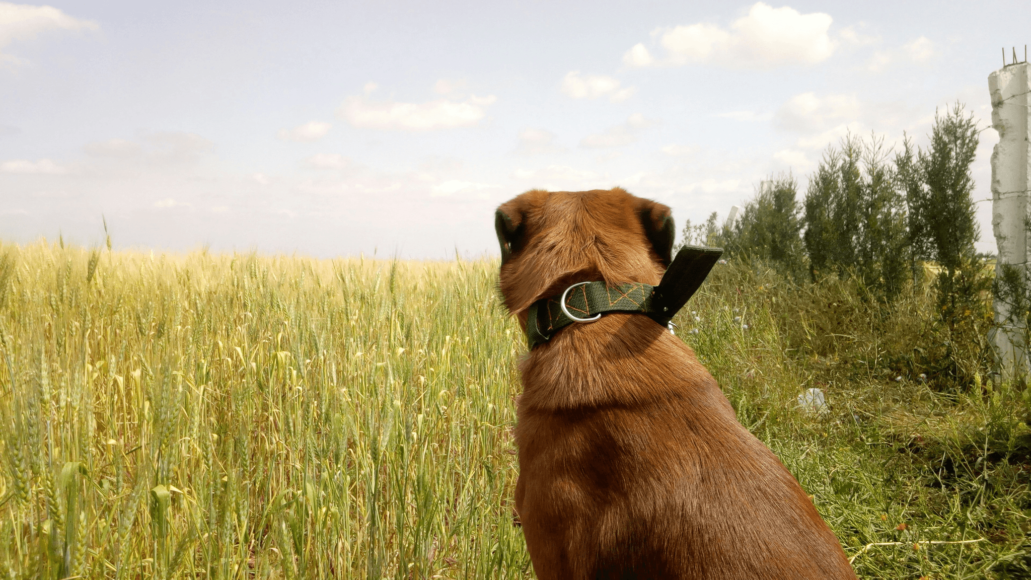 Dogtra Edge Remote Training System