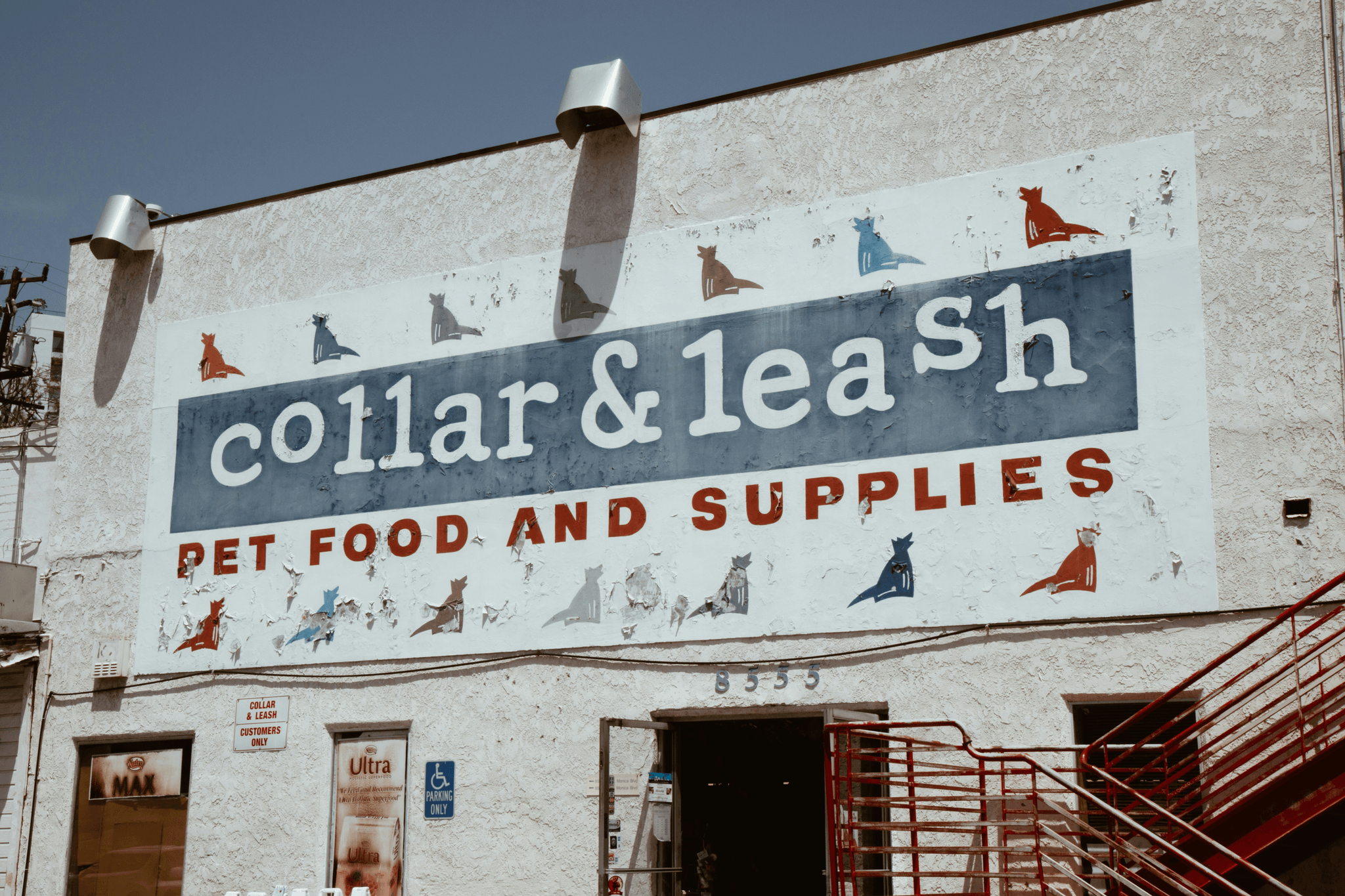 Best Bark Collar For Large Dogs Displayed In Pet Store