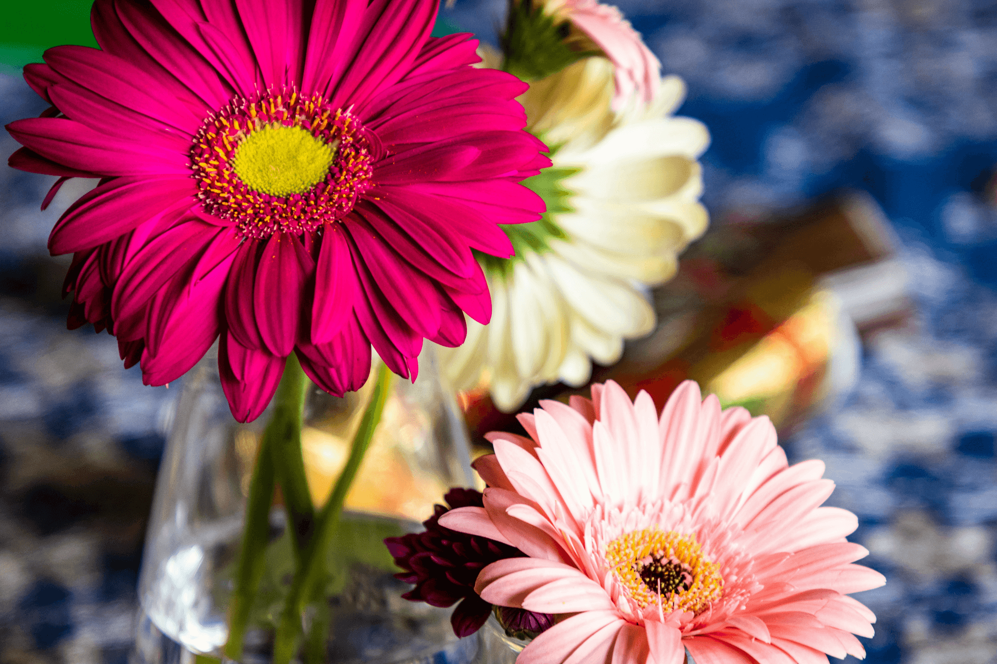 Beautiful and vibrant gerbera daisy bouquet - cat safe cut flowers