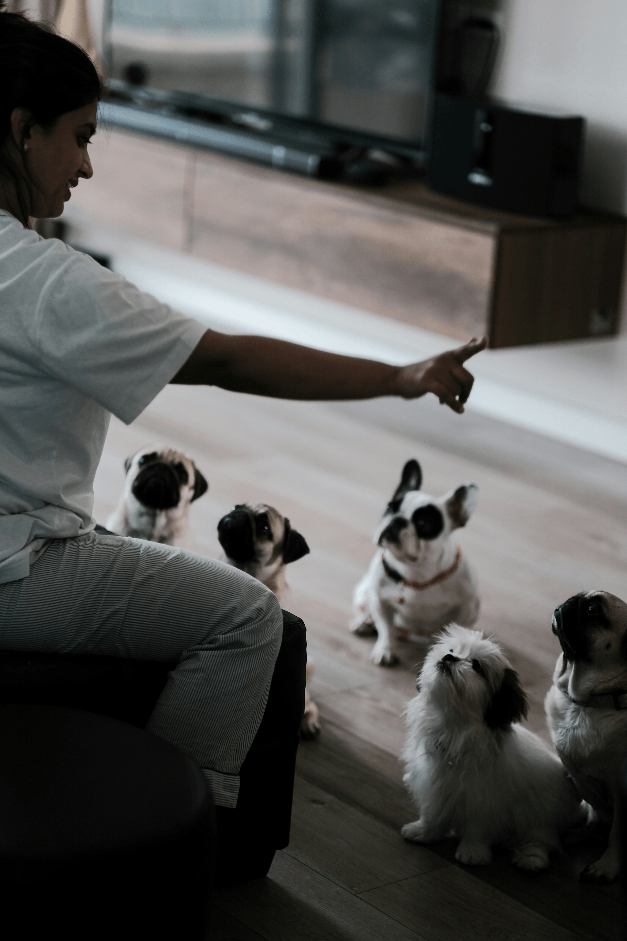 Professional dog trainer providing guidance on puppy bark collar training