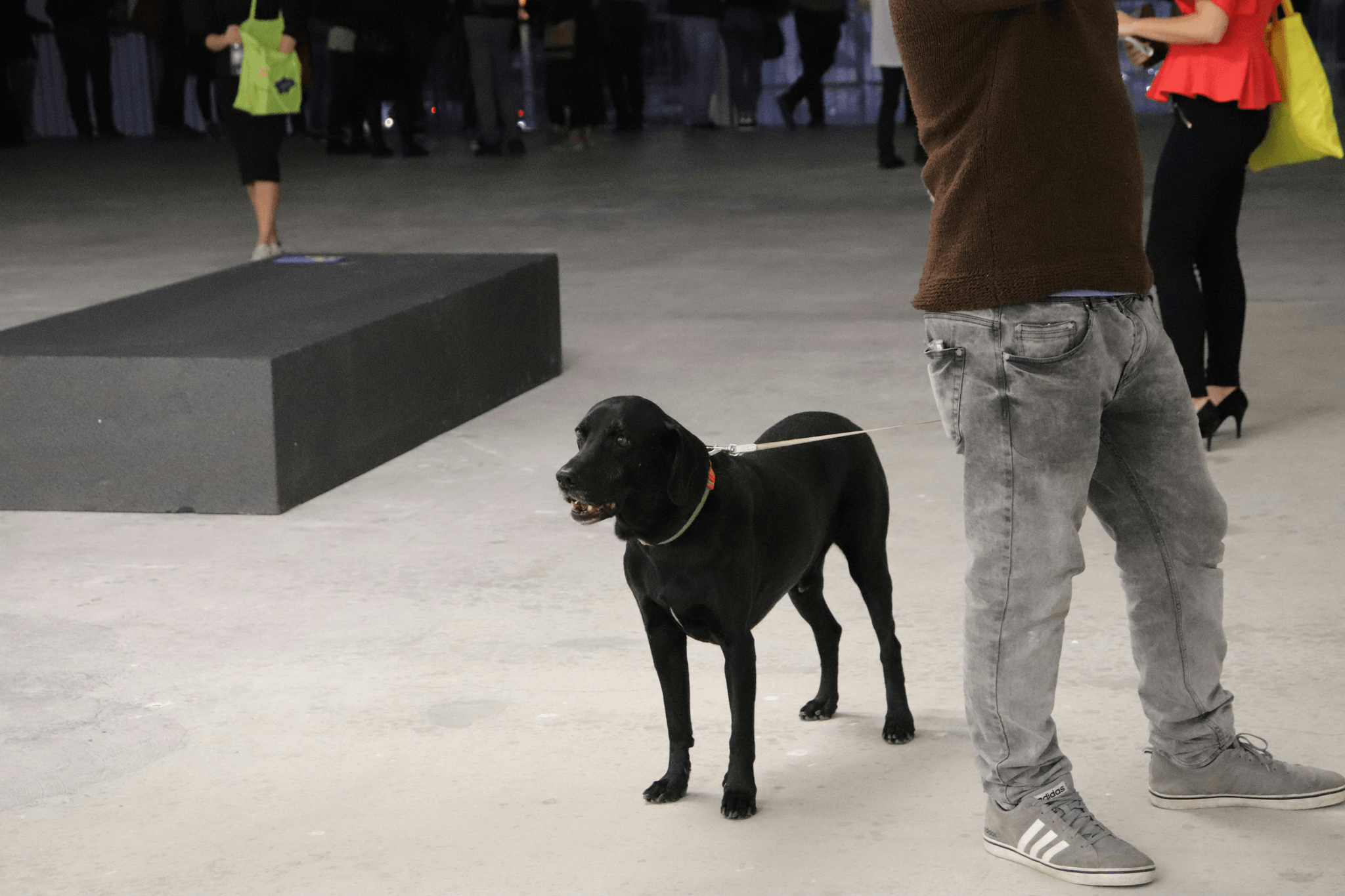 Happy dog wearing an anti-bark collar playing peacefully in the yard