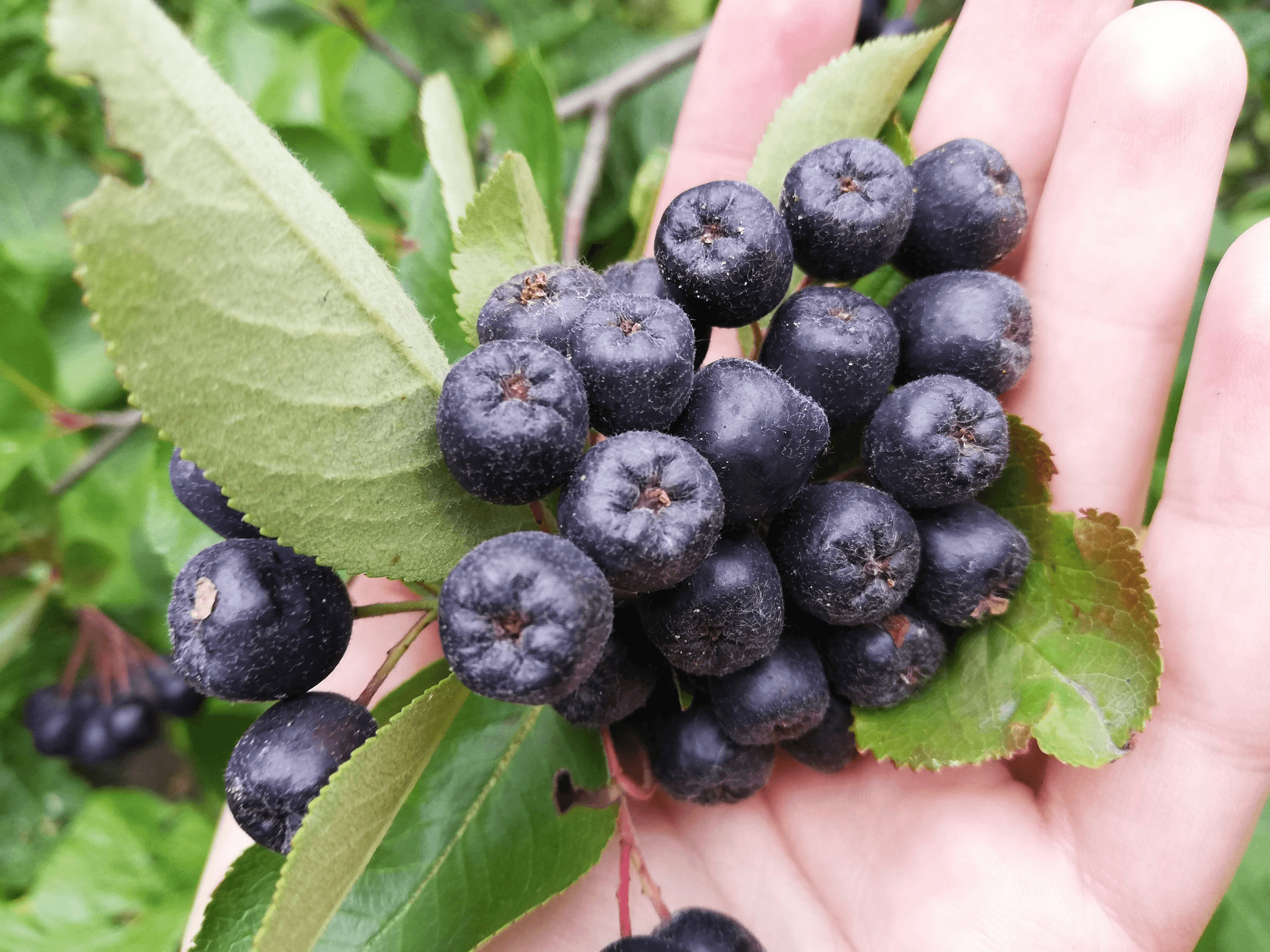 aronia