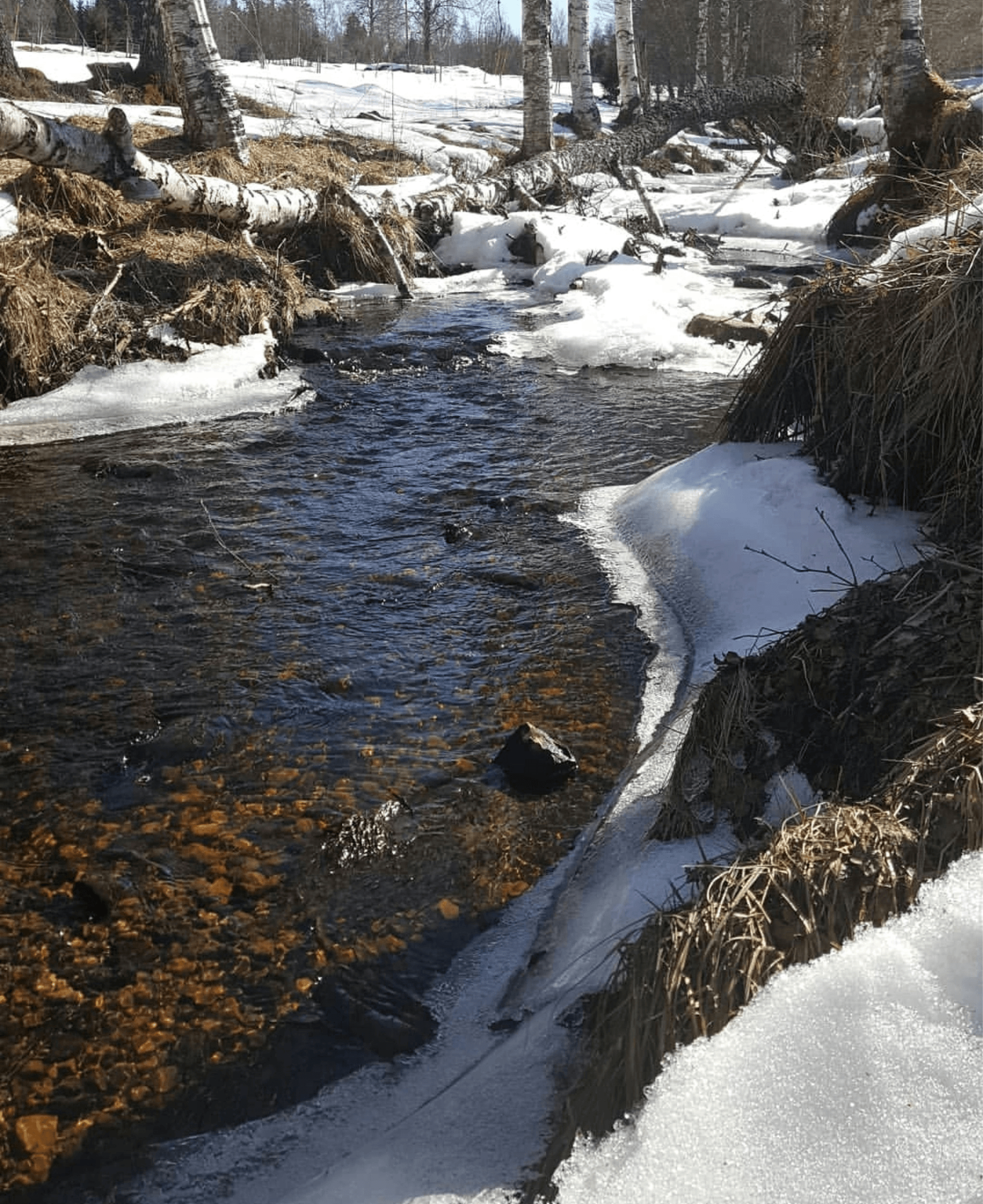 Downstream Drifts: A Core Presentation in BFS Trout Fis...