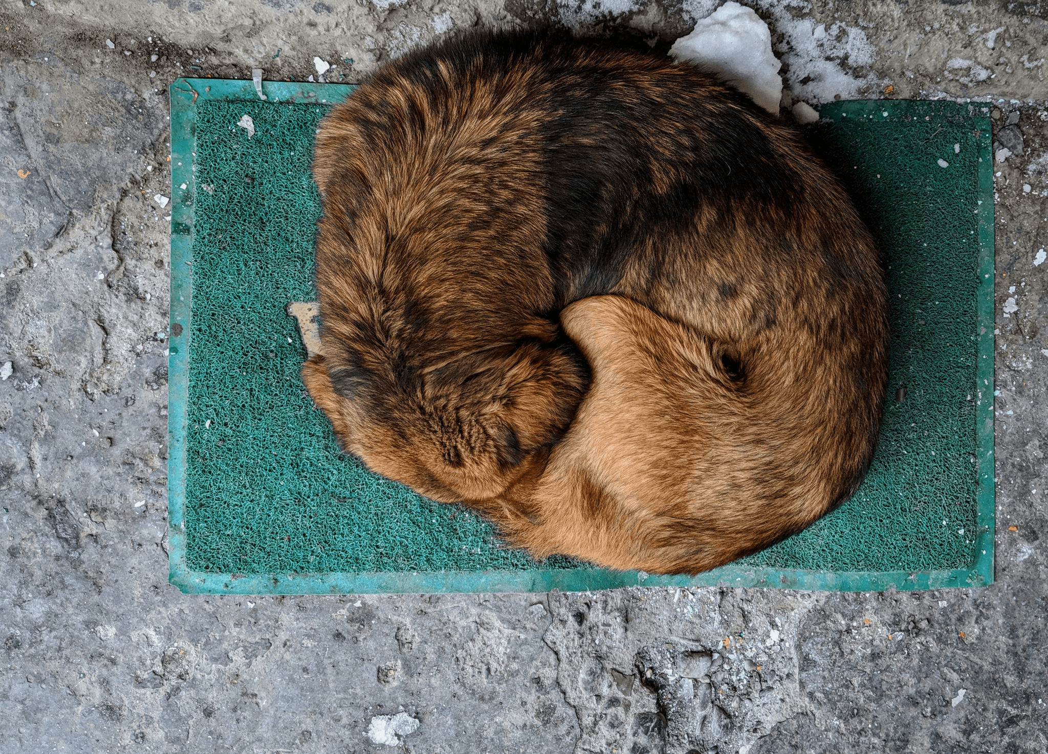 A pet curled up in an unusual location, looking lethargic