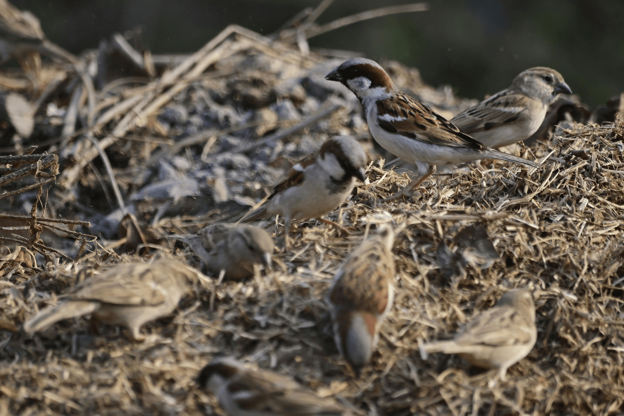 Sparrows are small but numerous. Easily startled but persistent. A smart repellent can make the are not friendly to them.