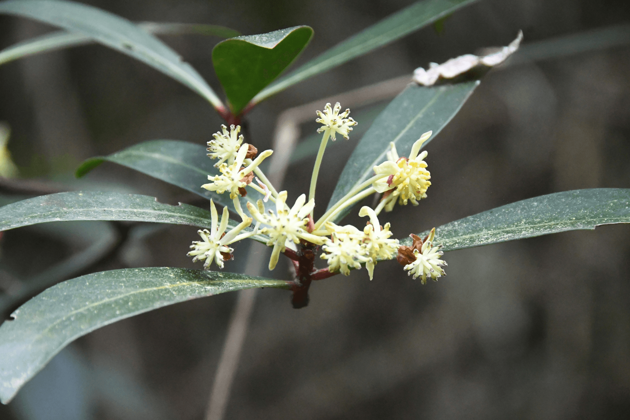 Buy decorative melaleuca bracteata from EVERBEFLORAL