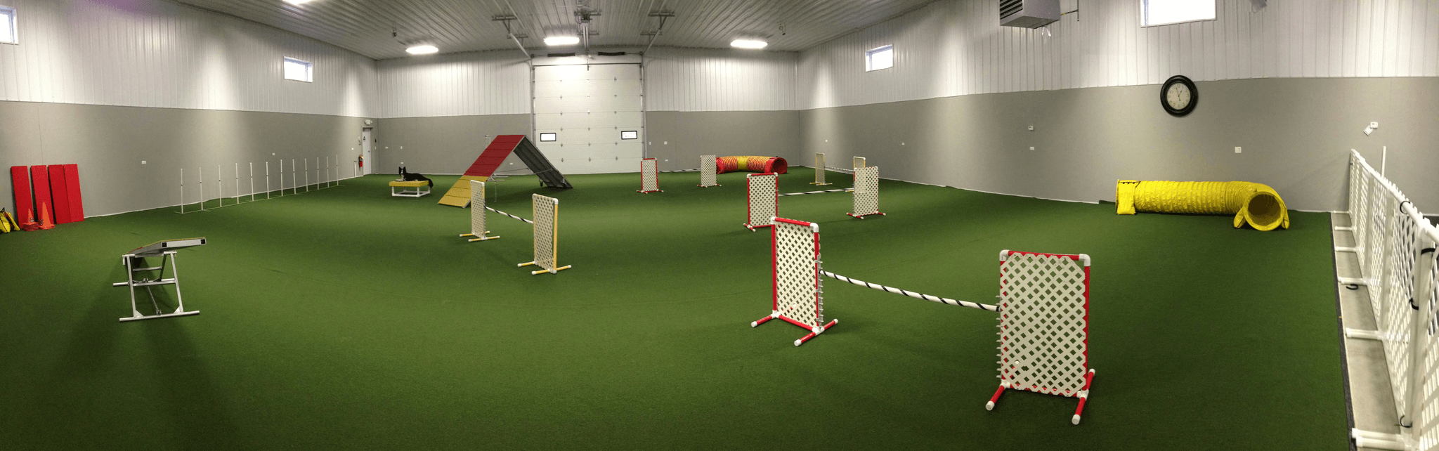 Keeping indoor small dogs active - do small dogs need to be walked