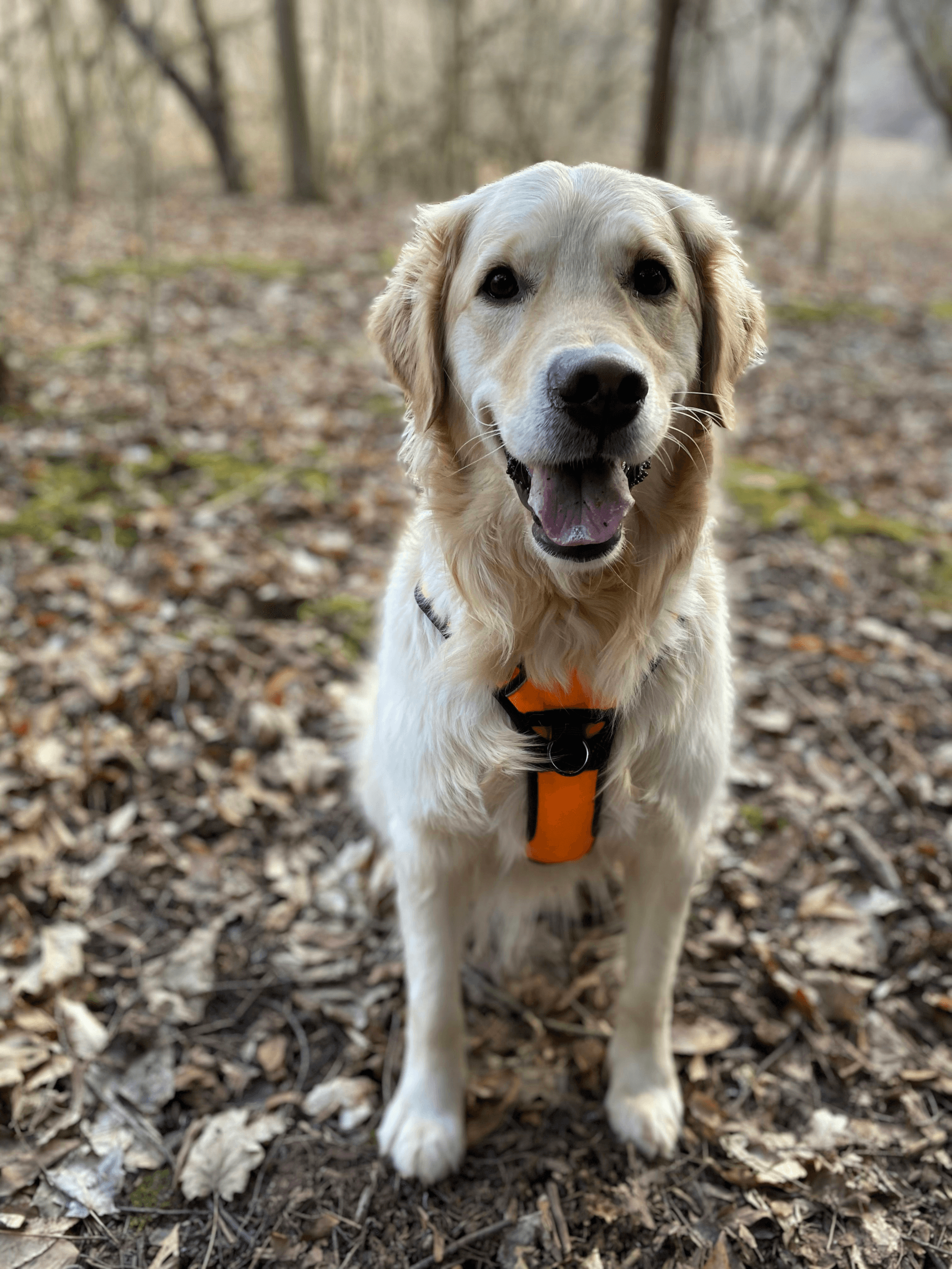 how much exercise should a puppy get