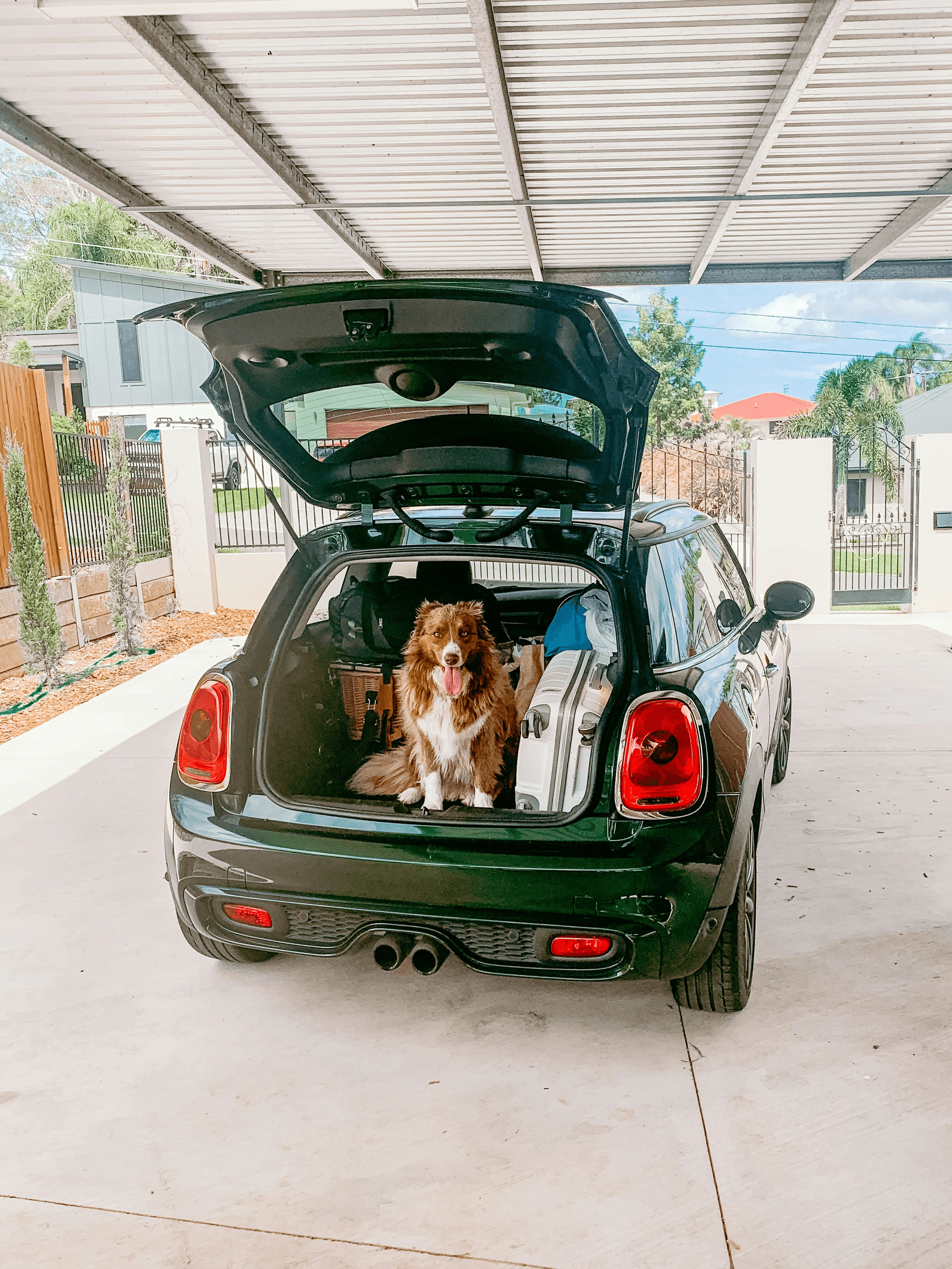 Pet Pick Up and Drop Off