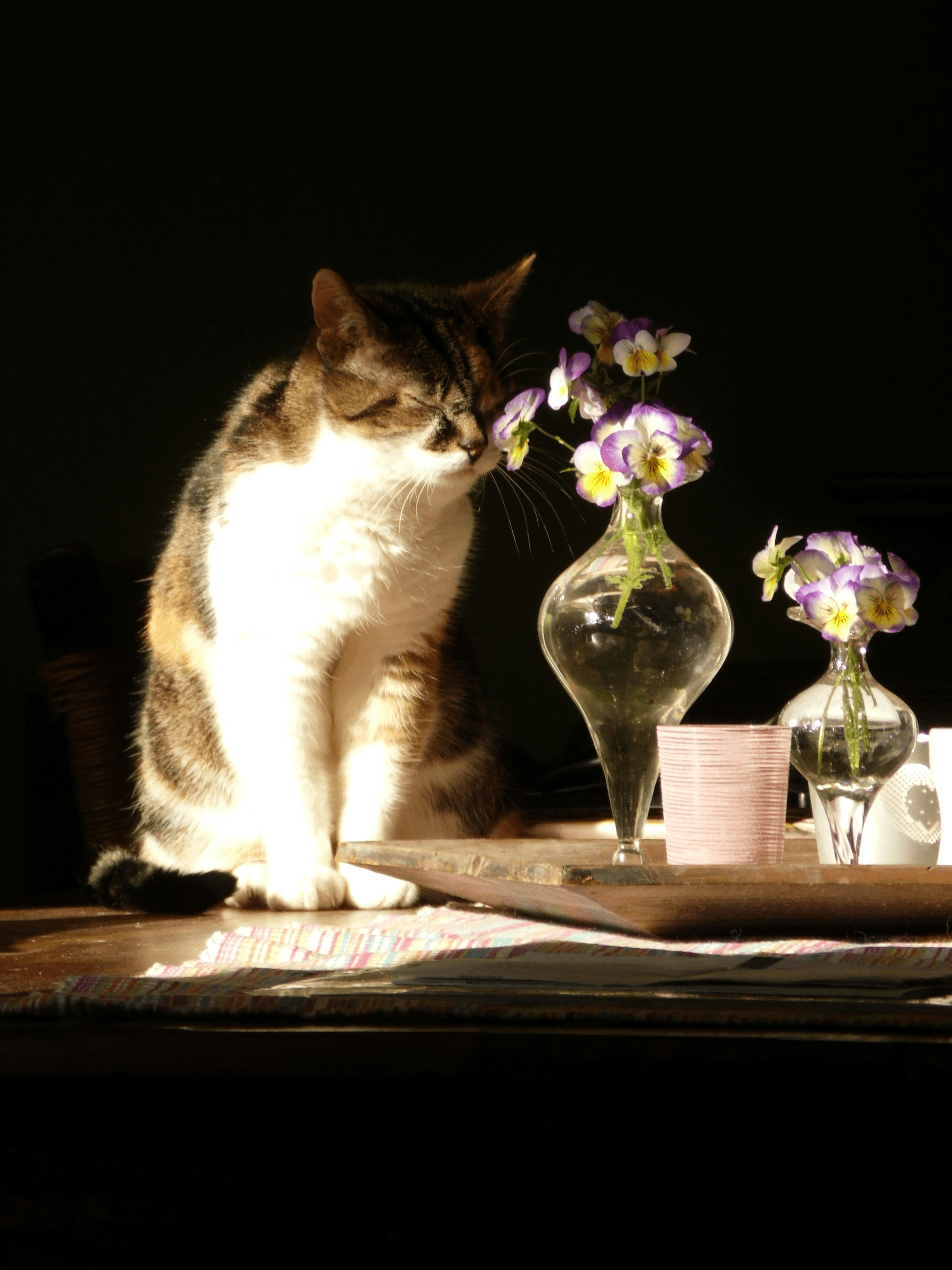 Are Dried Flowers Toxic to Cats - Cat playing near colorful pressed flower bouquet