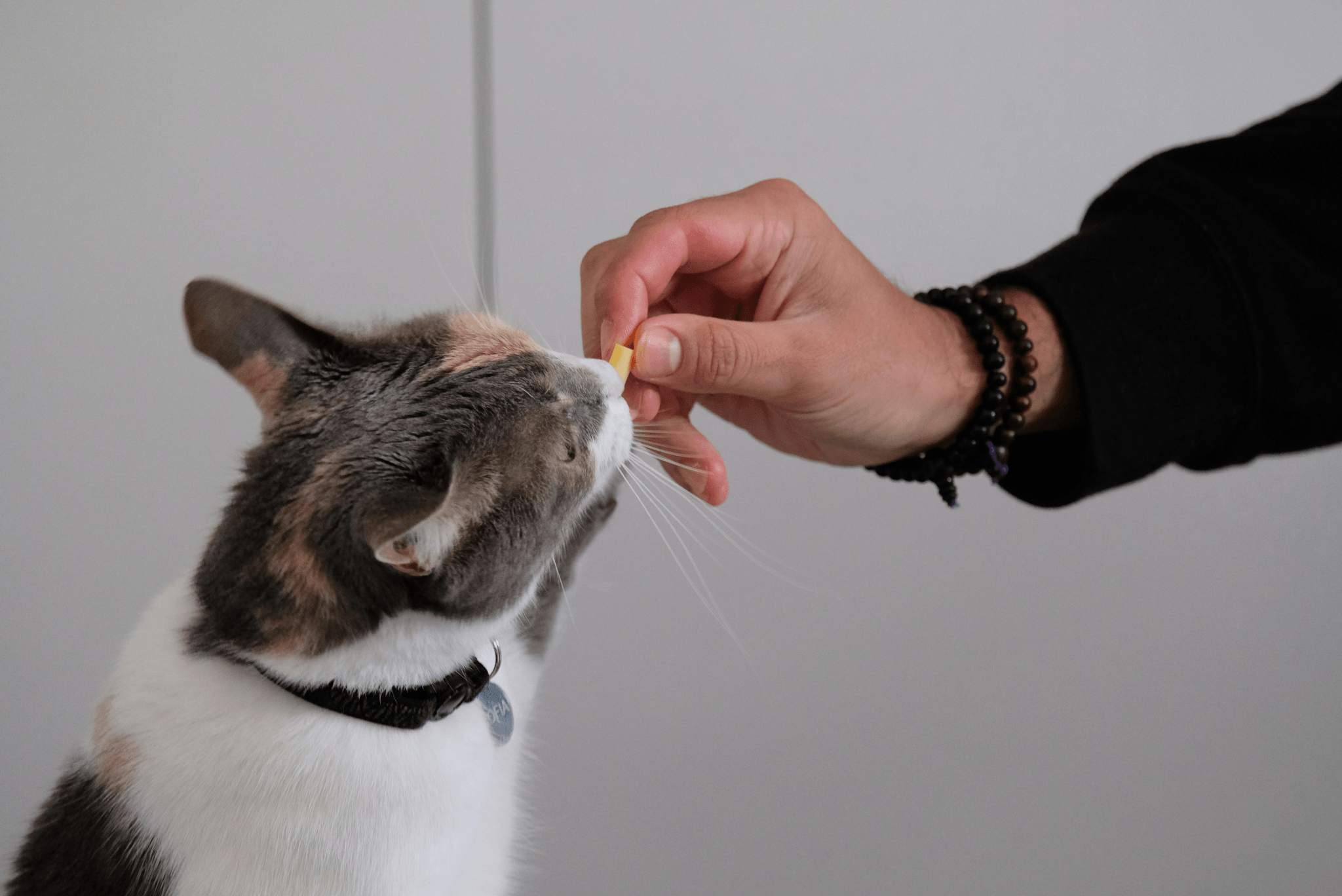 Automatic Cat Toys For When You Are Away - PetSafe SlimCat Interactive Feeder dispensing treats