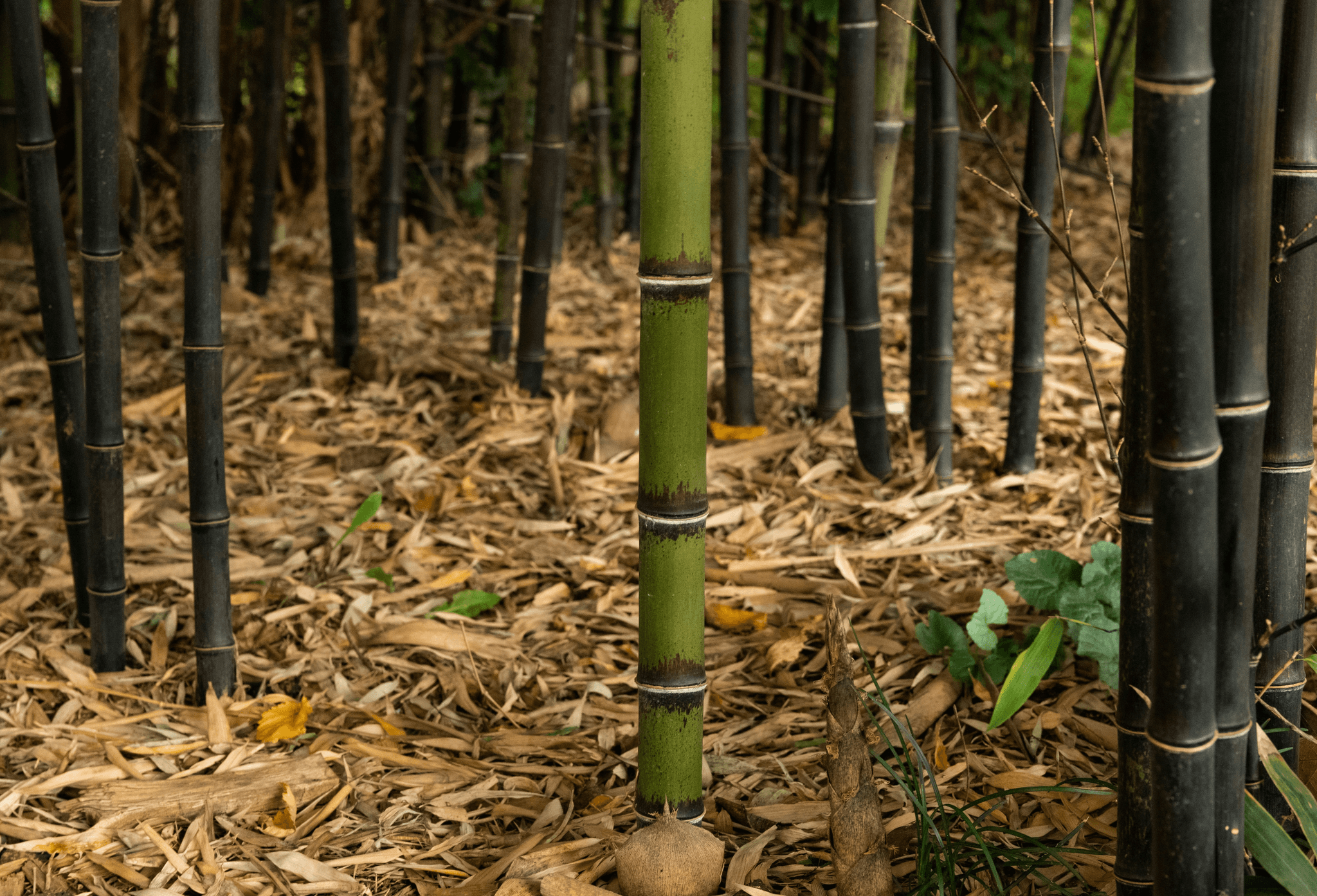 A bamboo forest in China, showcasing the country's vast bamboo resources and its role in sustainable industry.