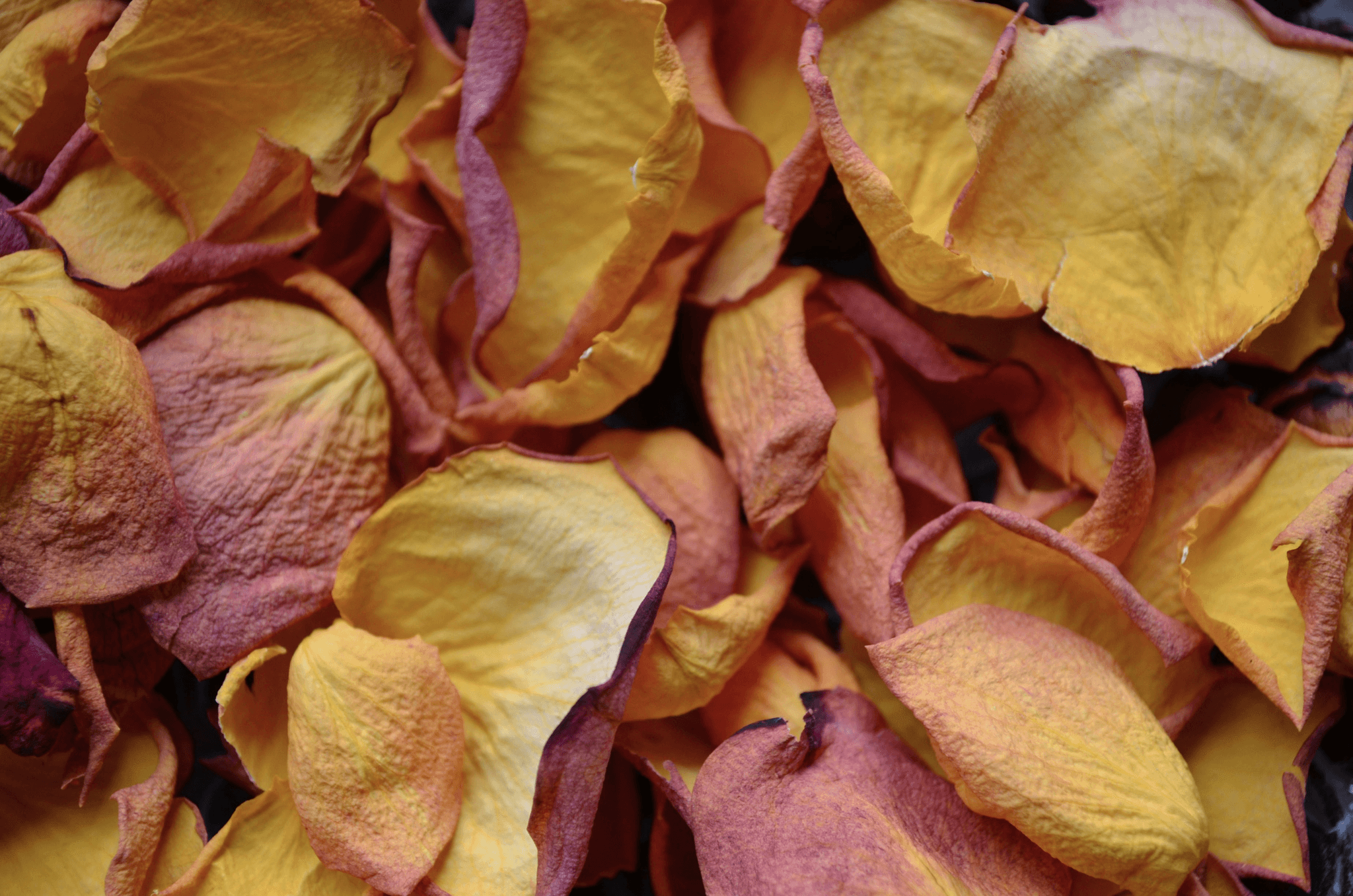 Colorful freeze dried petals bulk for culinary uses