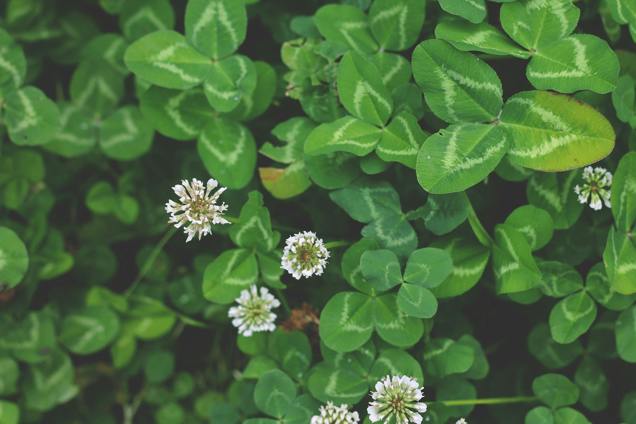 white clover leaf