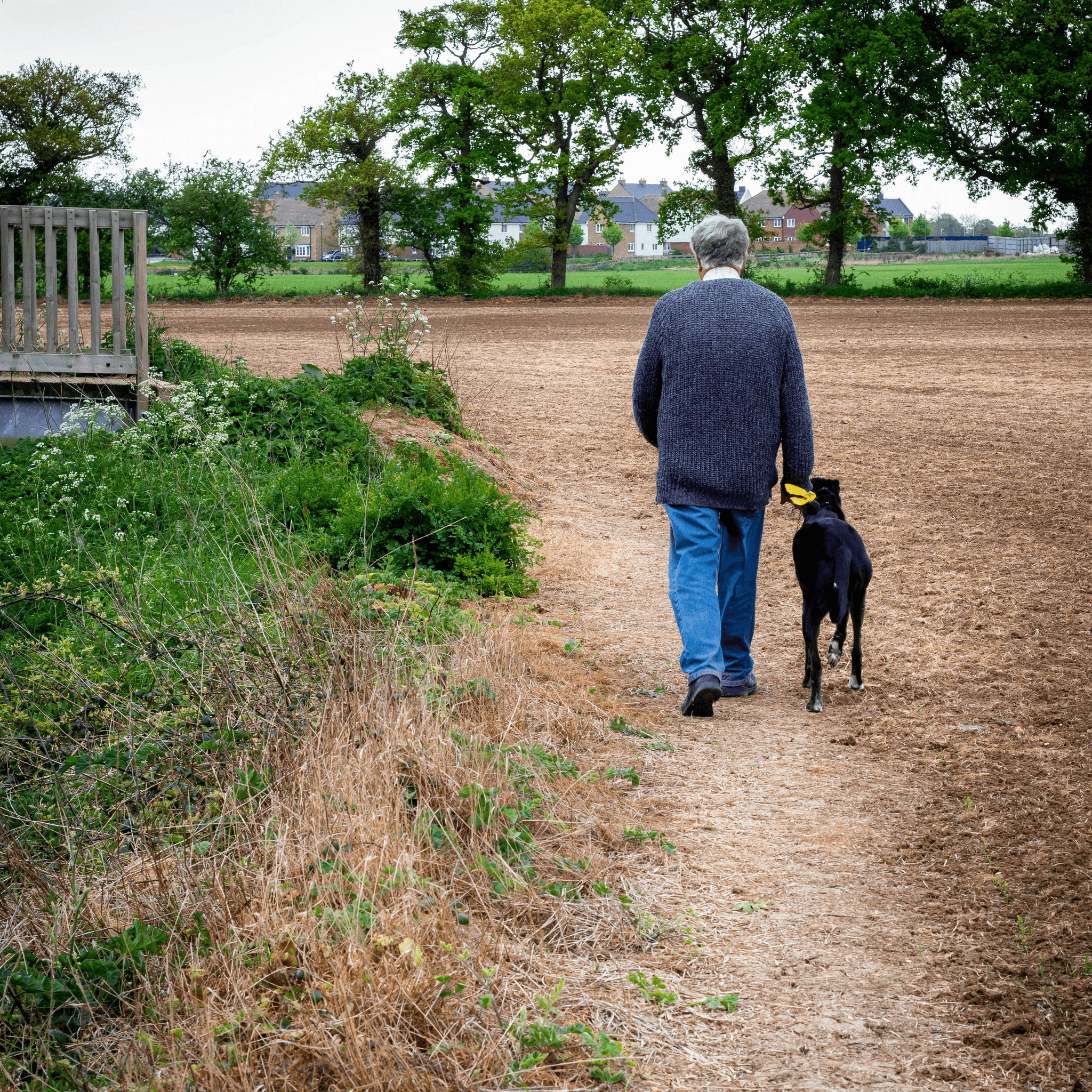 Senior dog exercise in nature