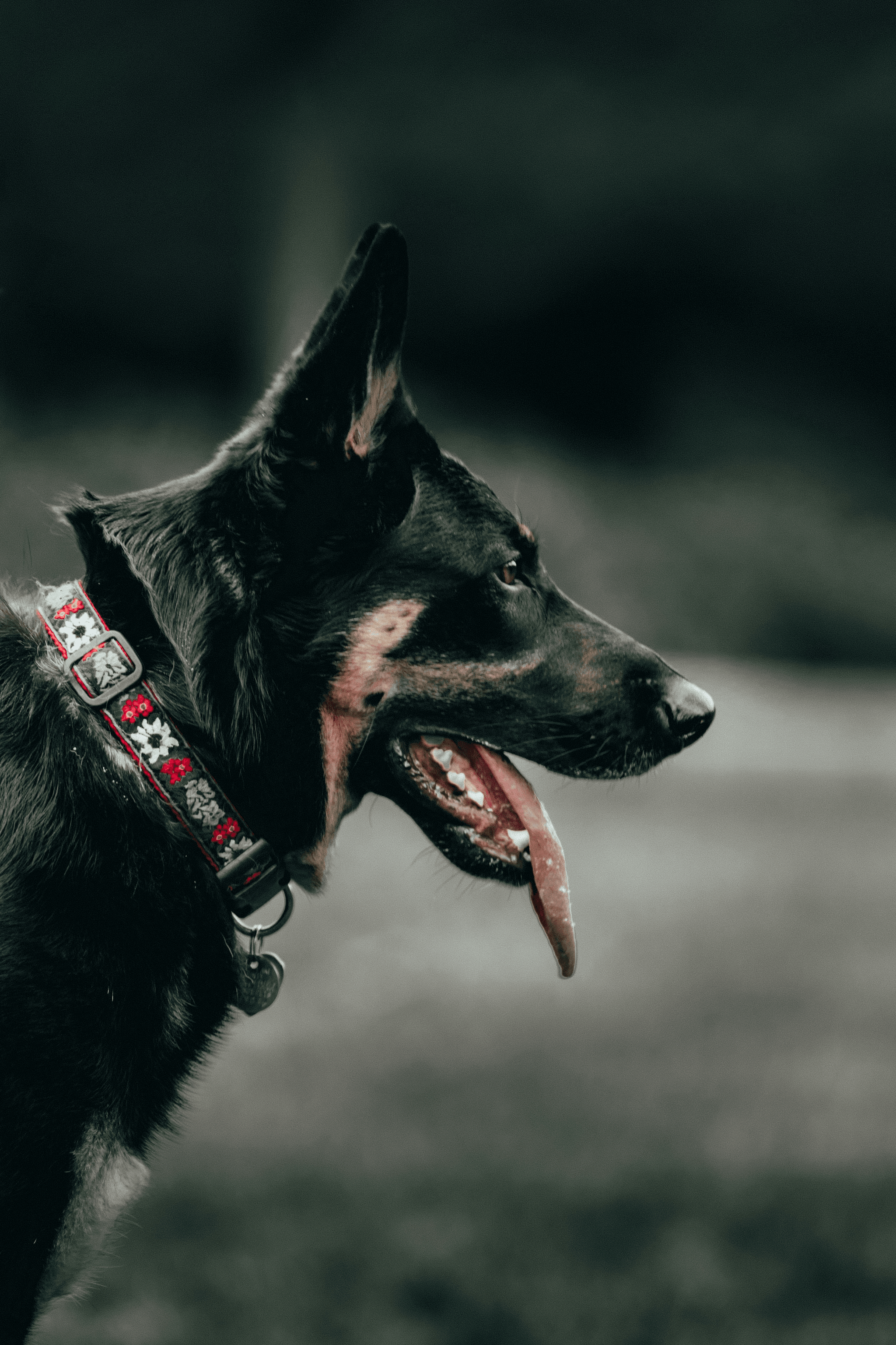Petsmart shock collar impact on dog behavior