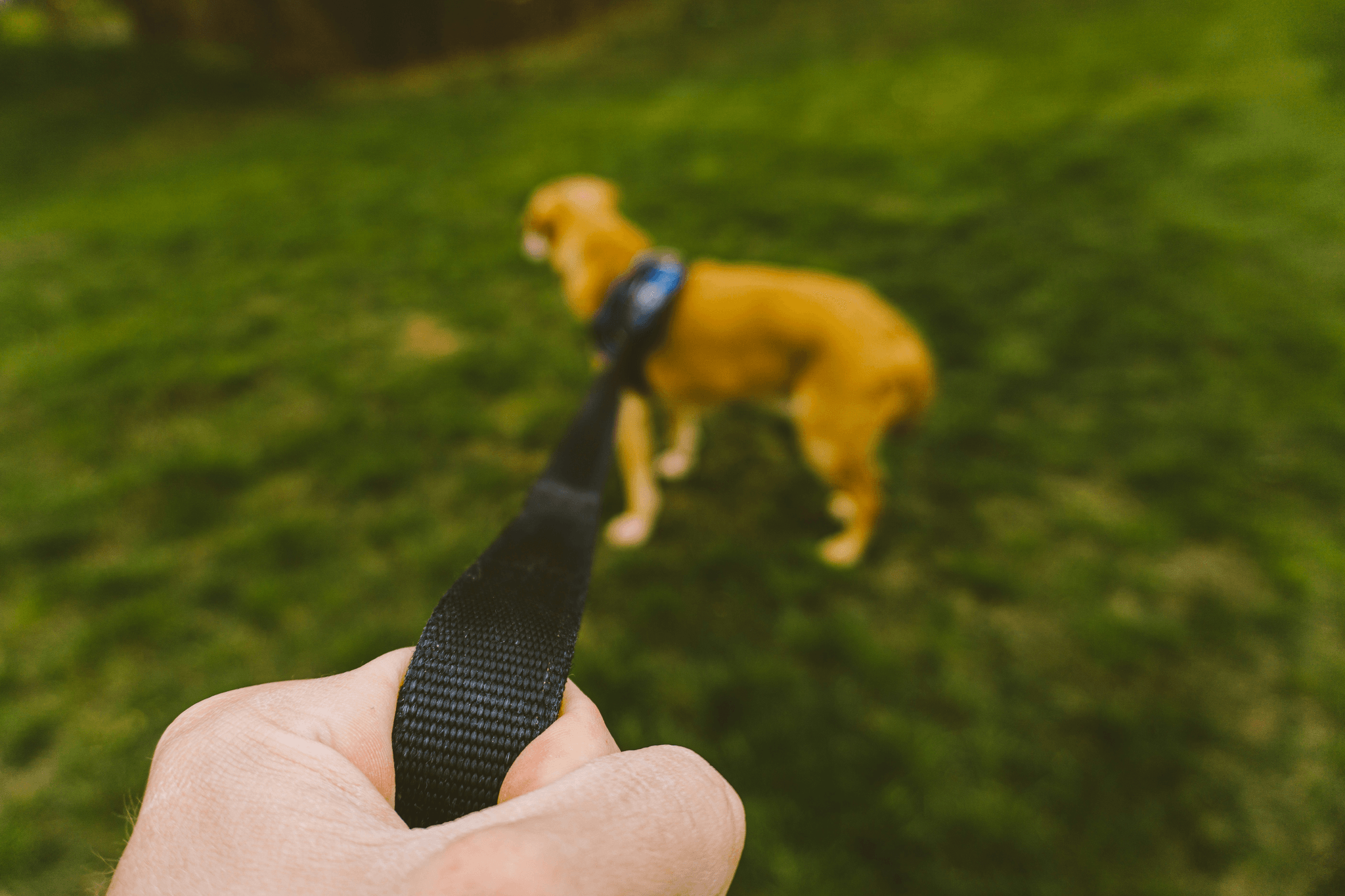 Convenient Rechargeable Bark Collar for Large Dogs