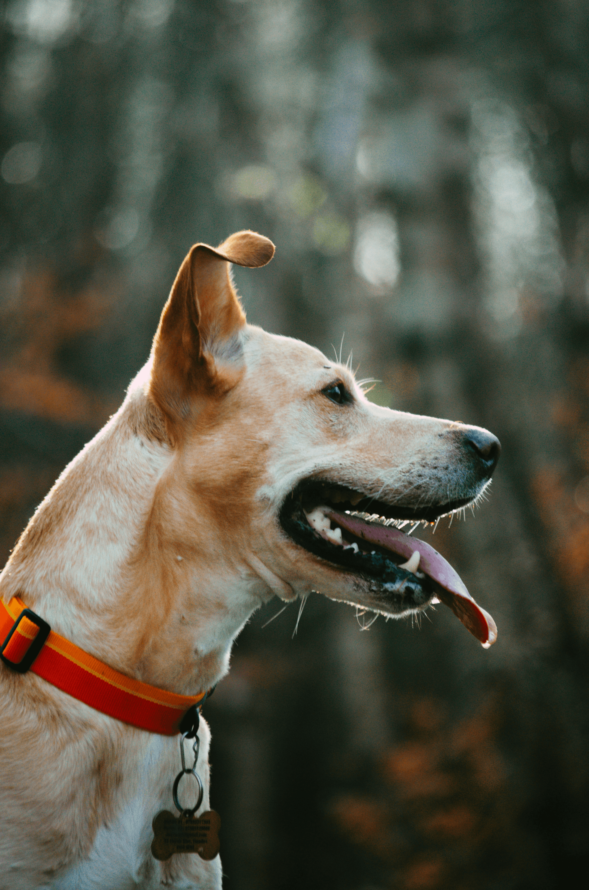 Diverse group of happy dogs wearing sportdog bark collars