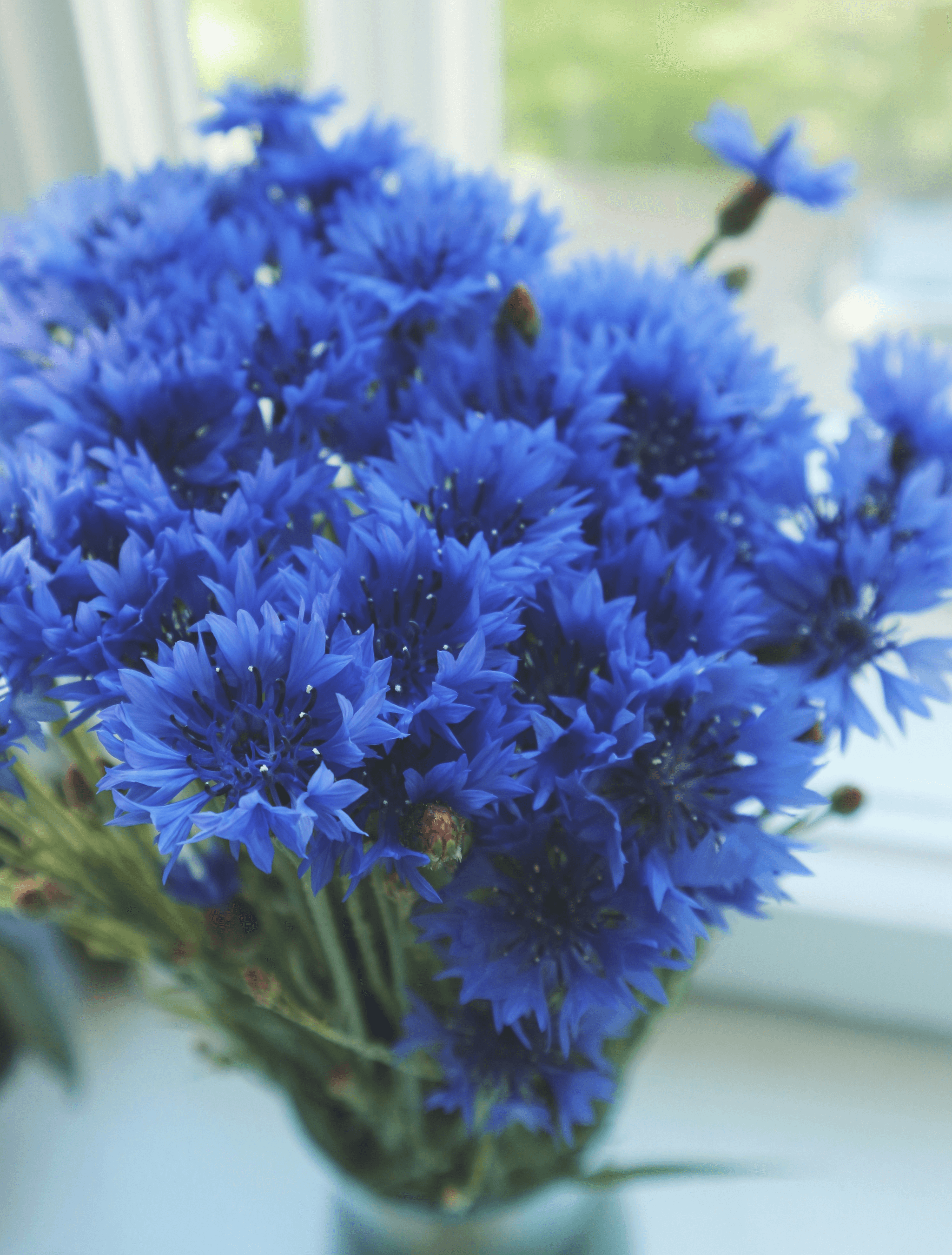 Stunning thistles featured in beautiful flowers for rustic wedding bouquet.
