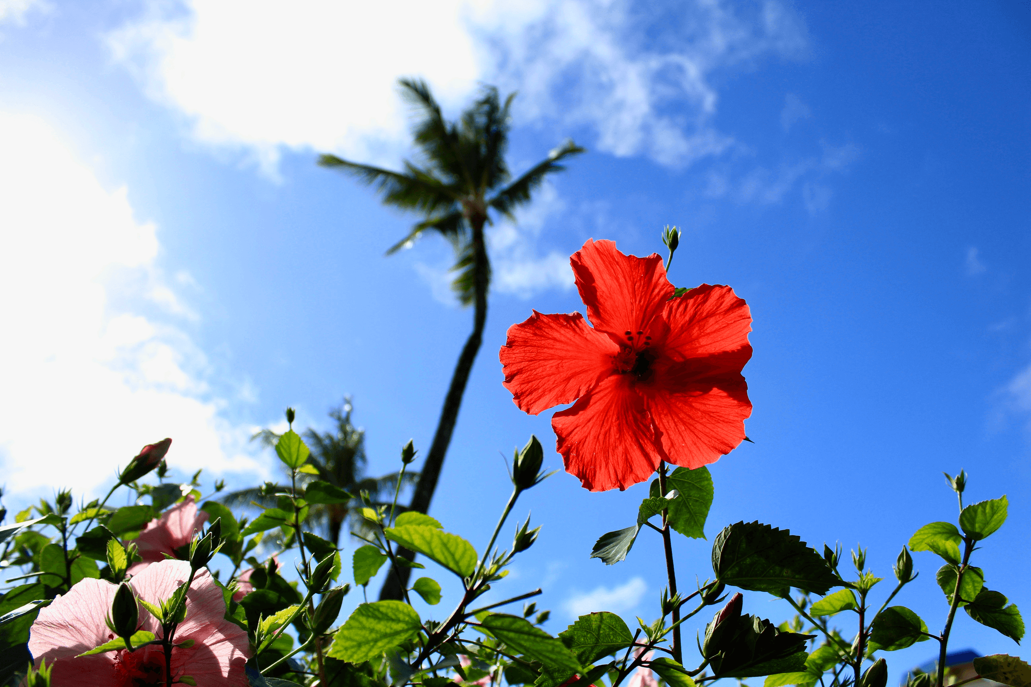 Hibiscus flowers that represent peace symbolizing tranquility.