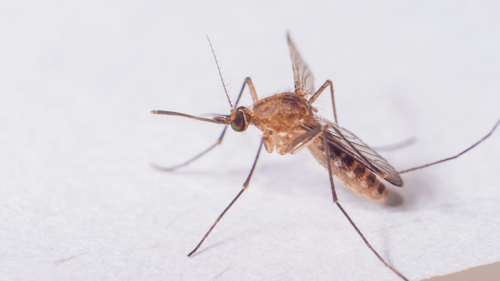 沐陽看護,找看護,看護,特別護士,私人護士,特別護理師,醫院看護,登革熱,日本腦炎