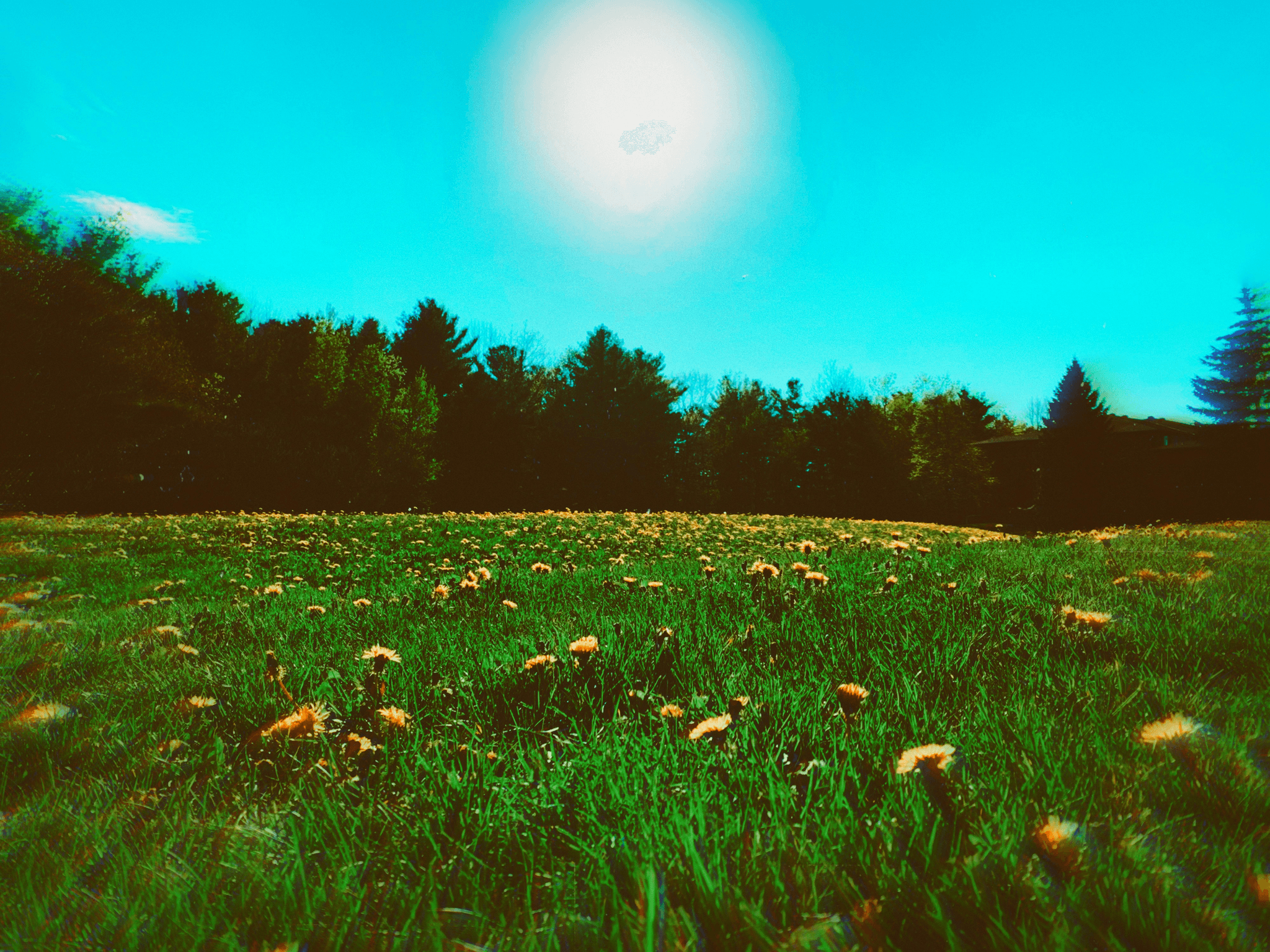 Colorful flowers that represent peace like dandelions blooming.