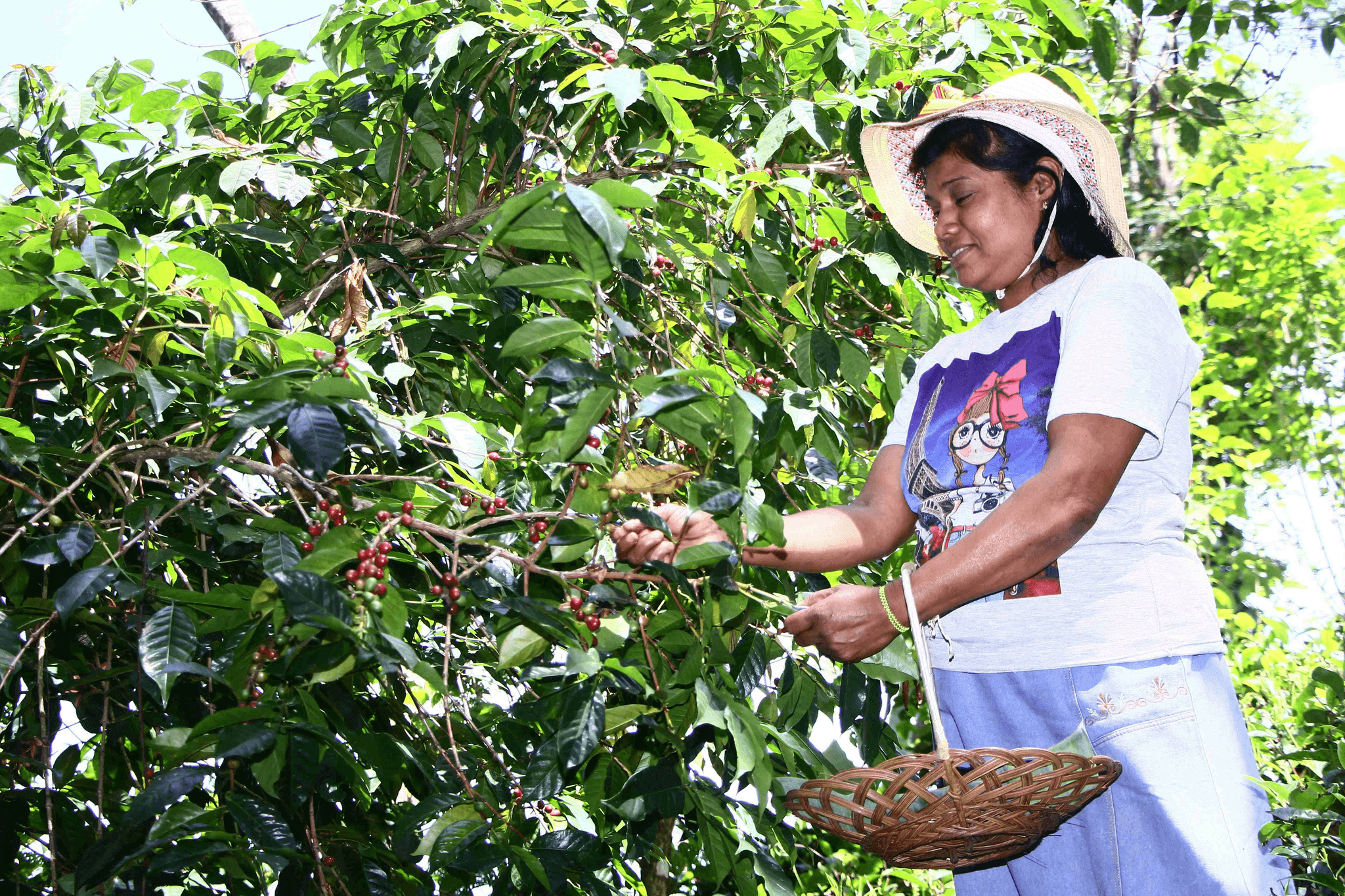 mujer-mexicana-recolectando-granos-de-café