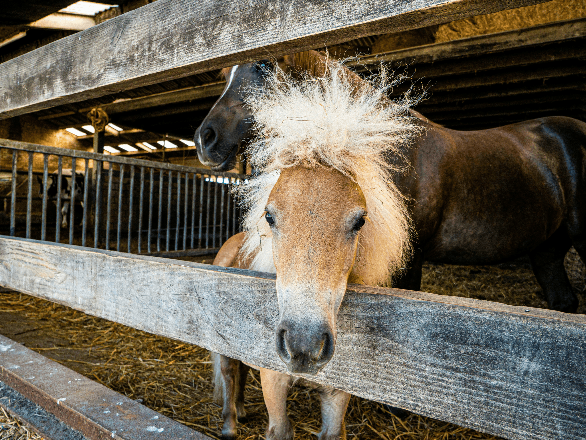 Individual Roping Lessons