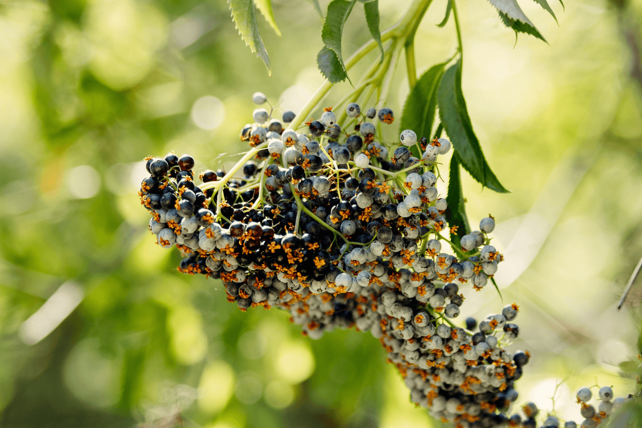 Light and dark purple elderberries hang from one branch of an elder tree, with a few narrow green leaves.