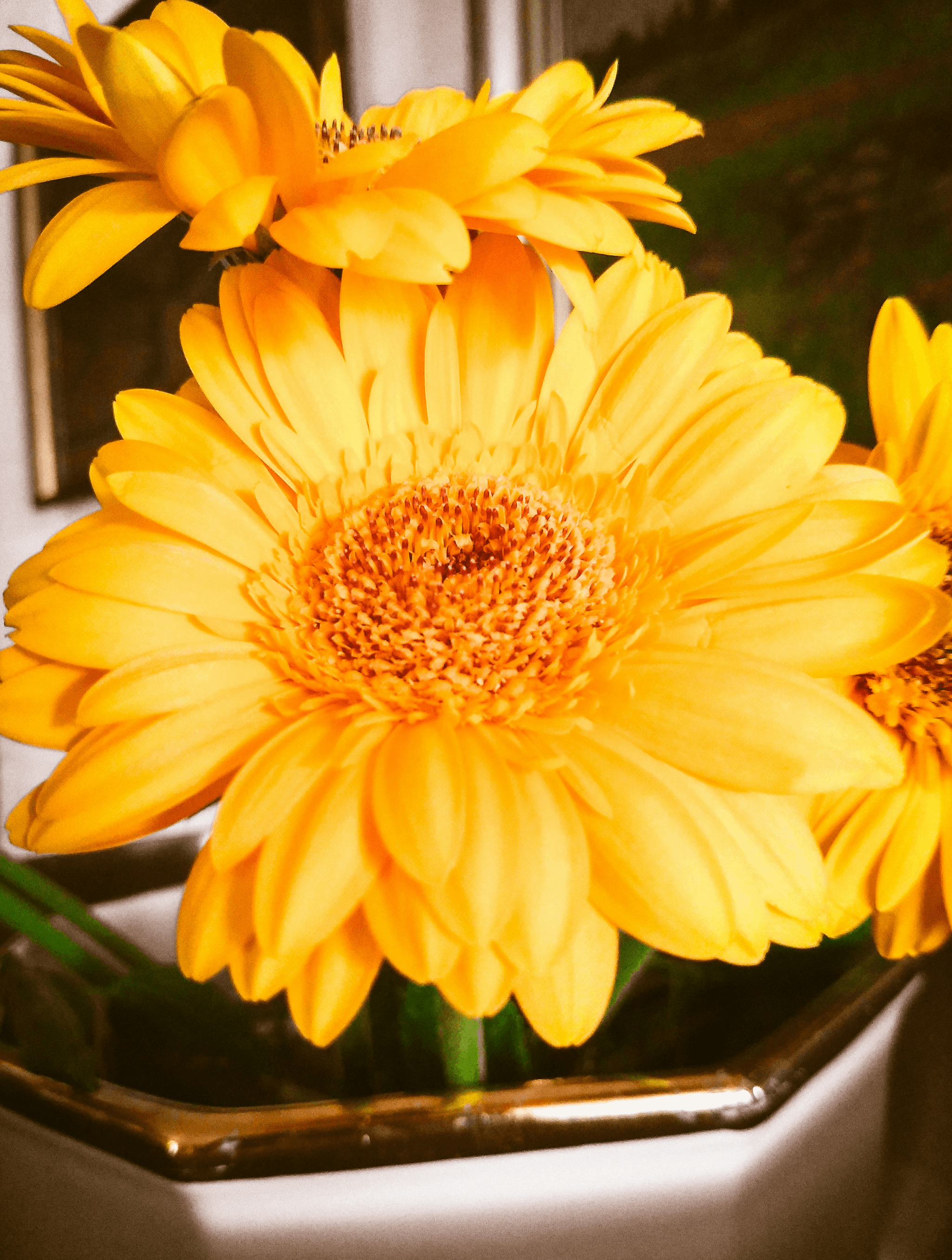 Explore yellow flowers meaning through vibrant arrangements.