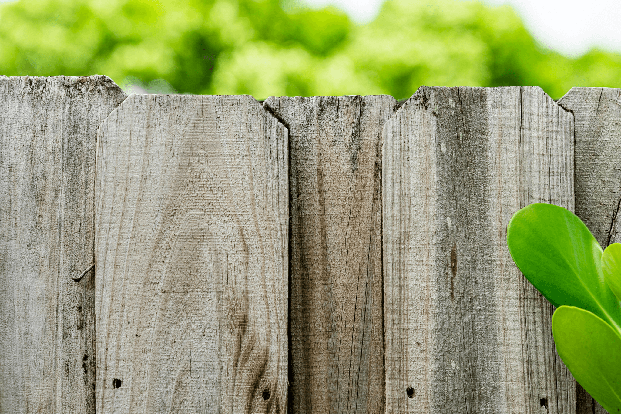 Picture of Eco-Friendly Fencing Options: Sustainable Choices for Y...