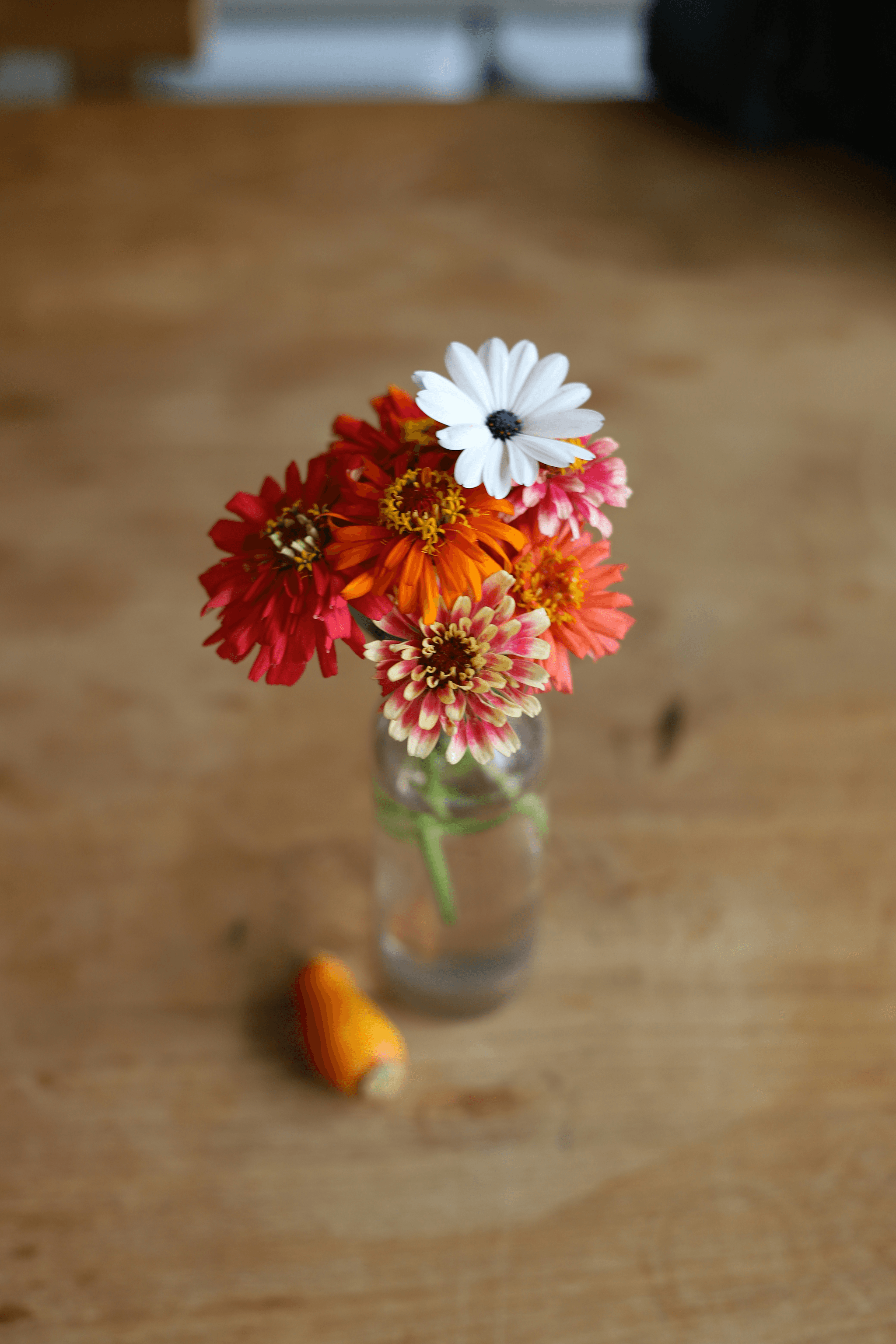 Cat-safe cut flowers zinnias in vase
