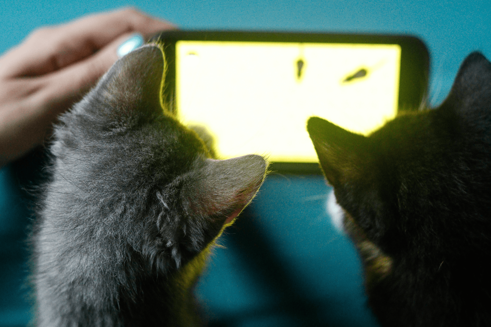 cat toys for when you're not home