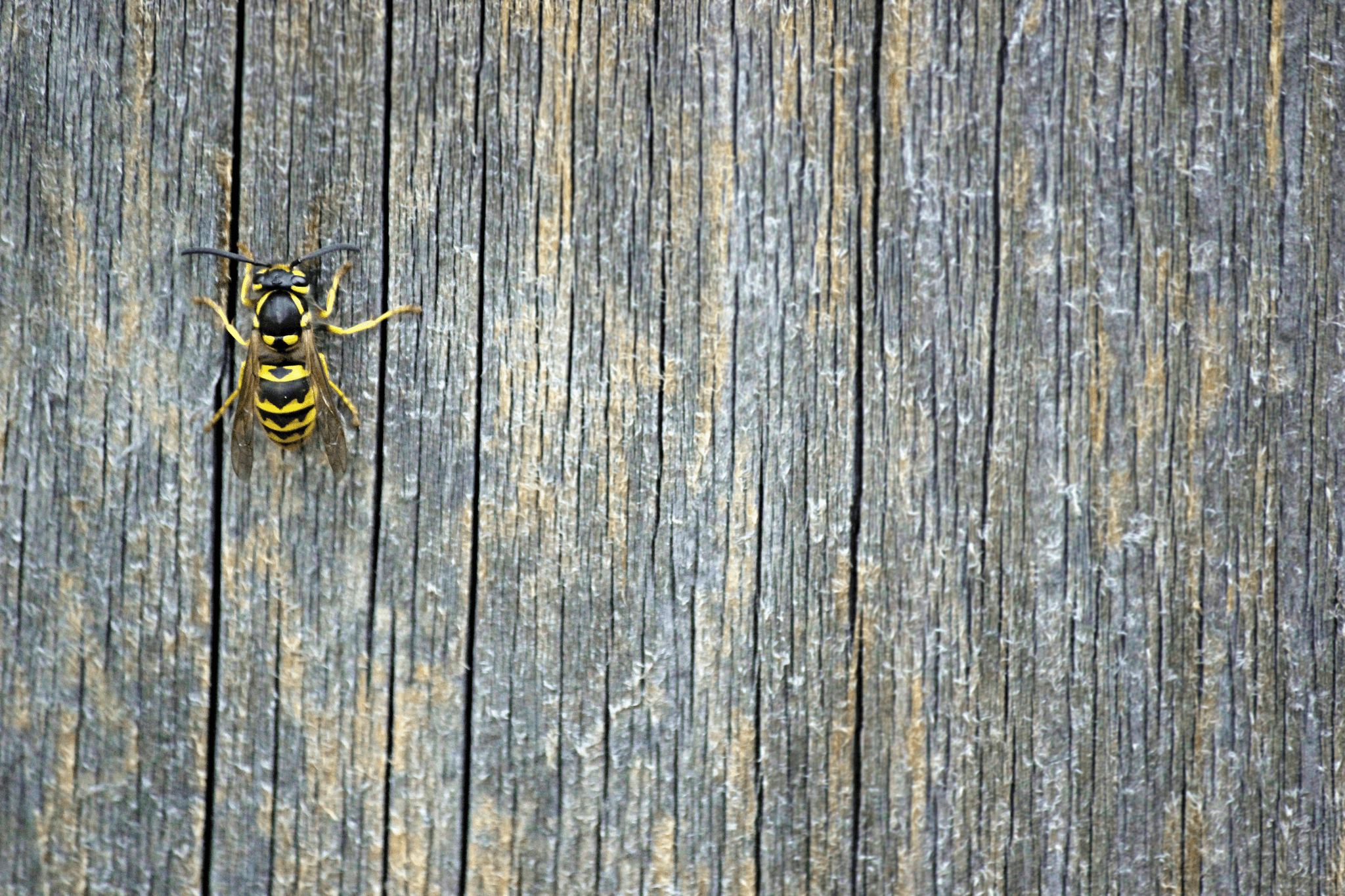 Les guêpes sont de retour que faire ? Interview RTS - Insectis Sàrl