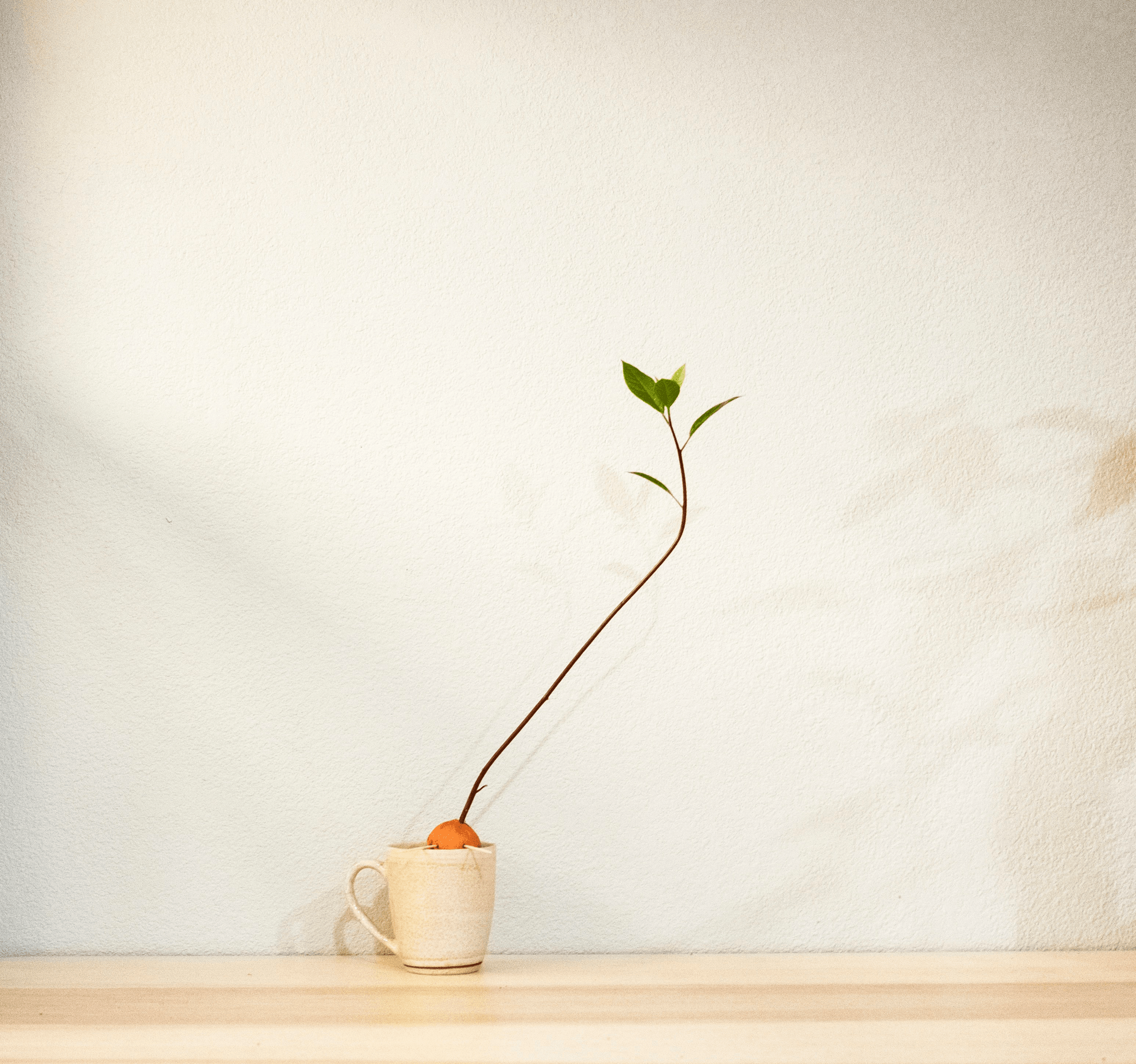 外部の支援なしで繁栄する小さな植物 - ブートストラップ