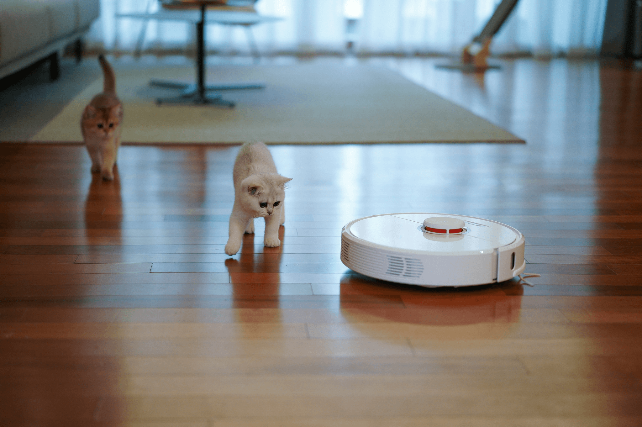 automated cat toy with moving robotic mouse