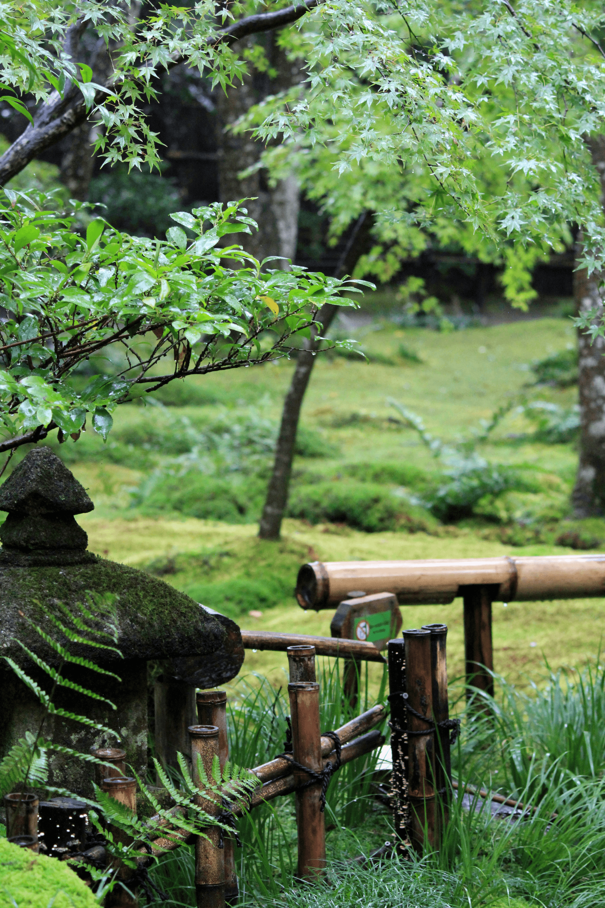 【森林療癒日常化】沒時間去大自然？從公園到辦公室，學會這 3 招打造你的日常綠意！｜淺顯易懂的行醫筆記｜療寮診所．板橋江子翠｜家醫科診所．健保一般科