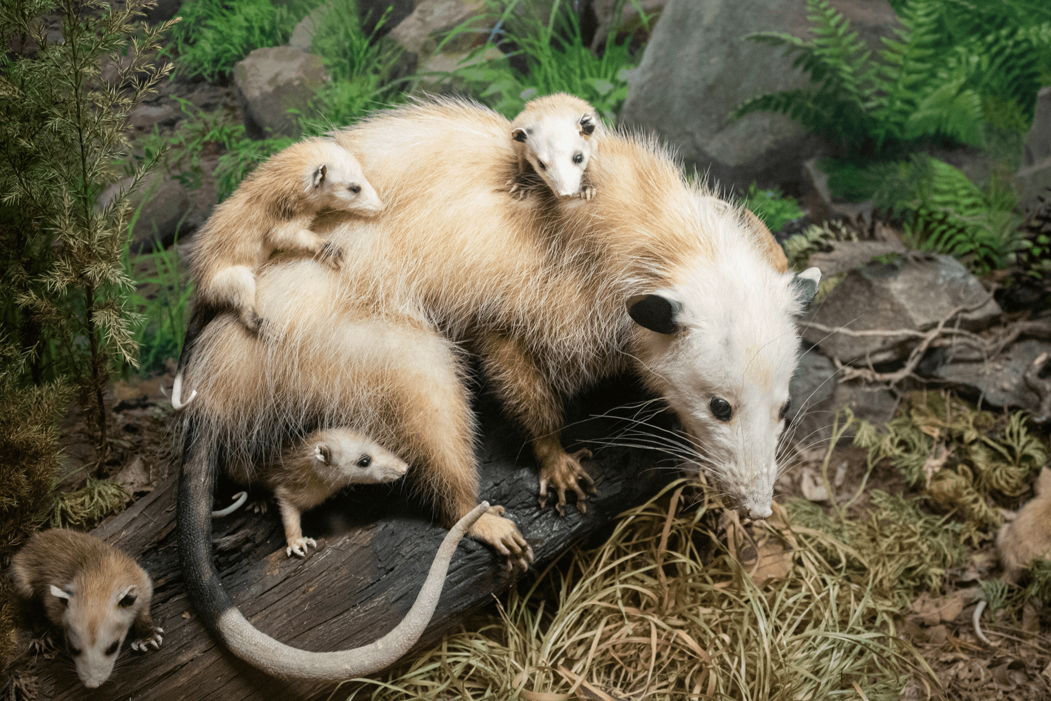 A white possum perched on a brown tree branch, looking toward the camera.