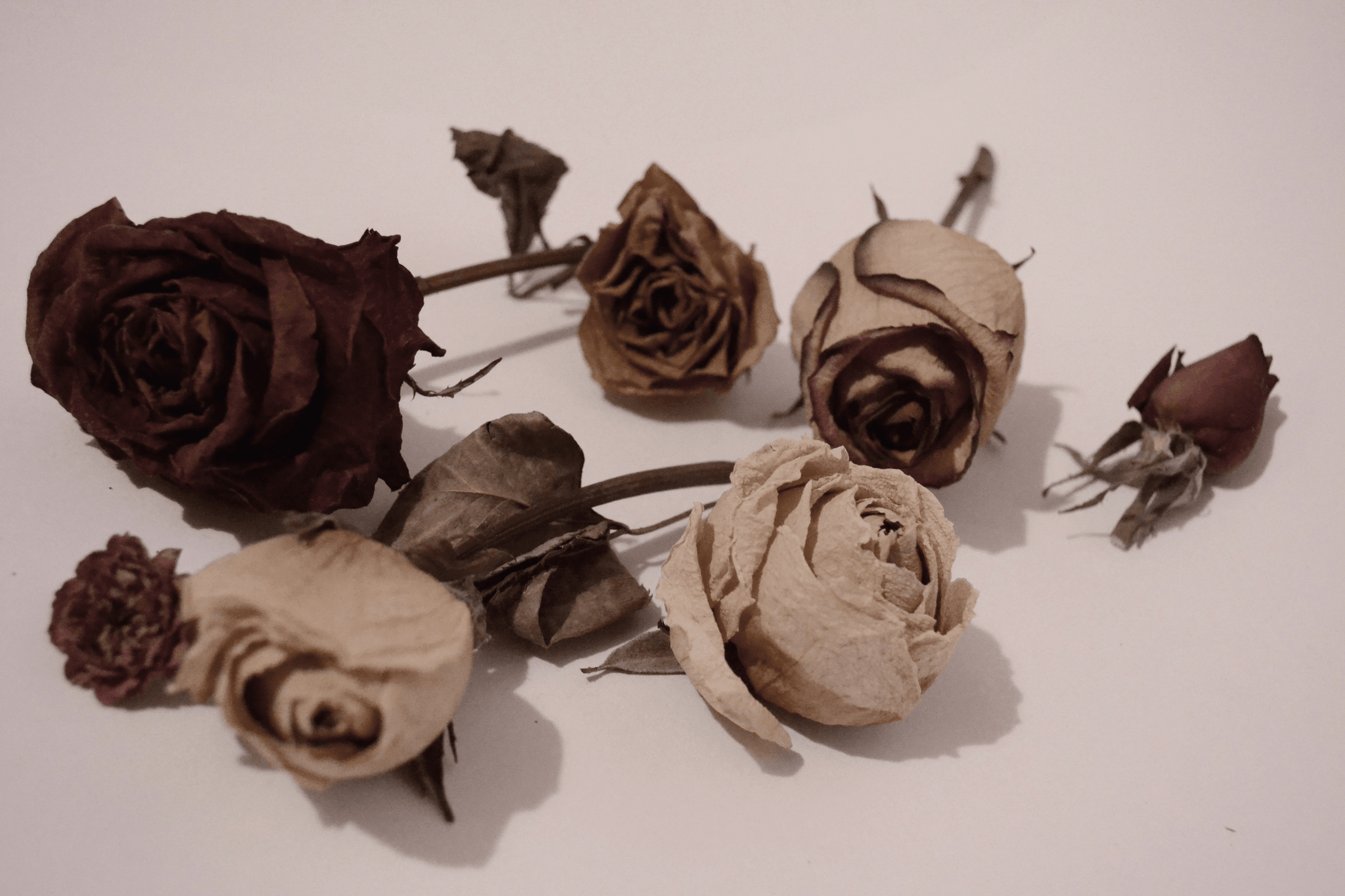 freshly preserved freeze dried petals bulk showcasing beautiful colors