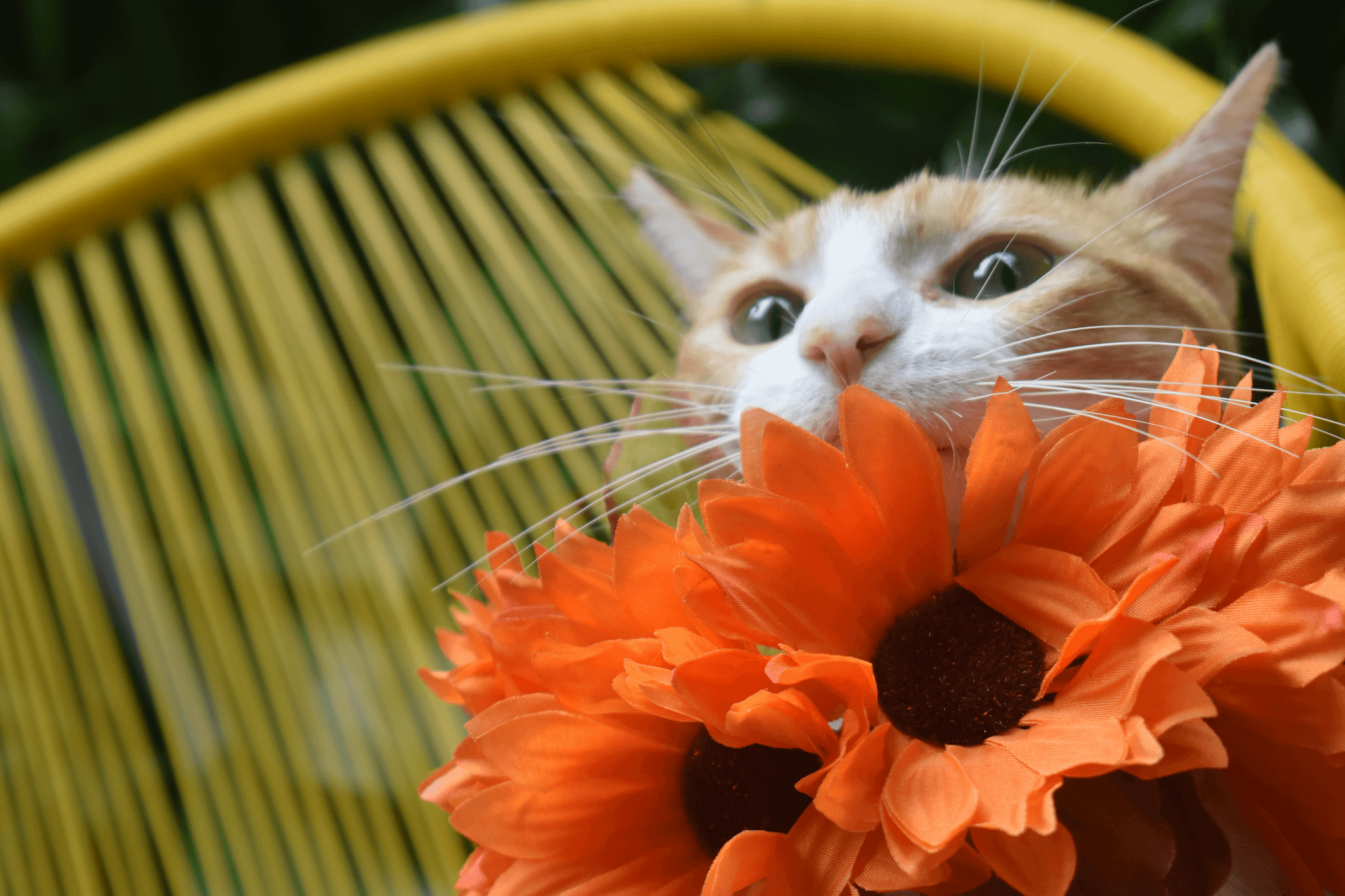 Are dried flowers toxic to cats - creating a safe floral environment for cats