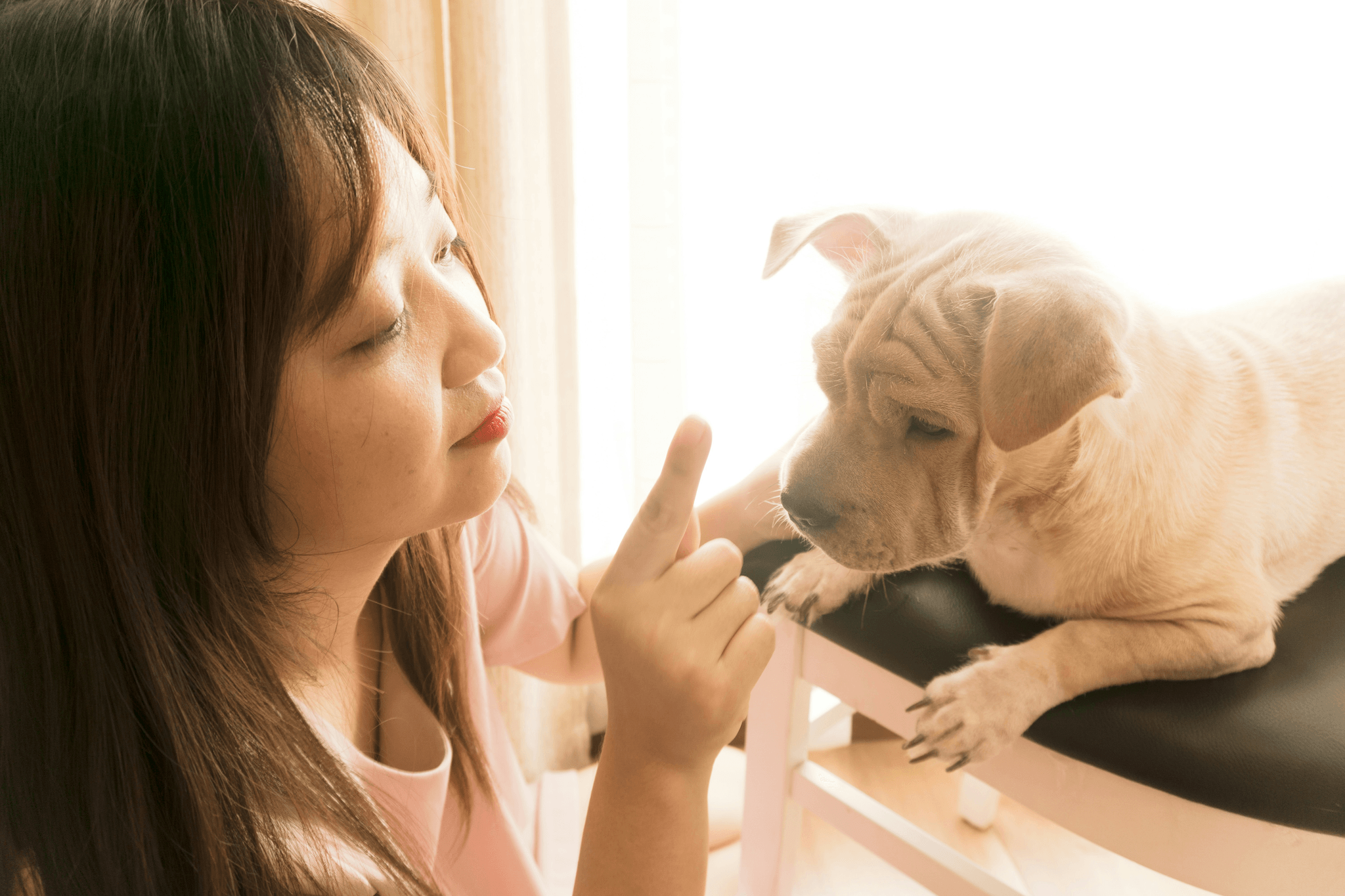 Demonstration of how dogs can actually talk with buttons