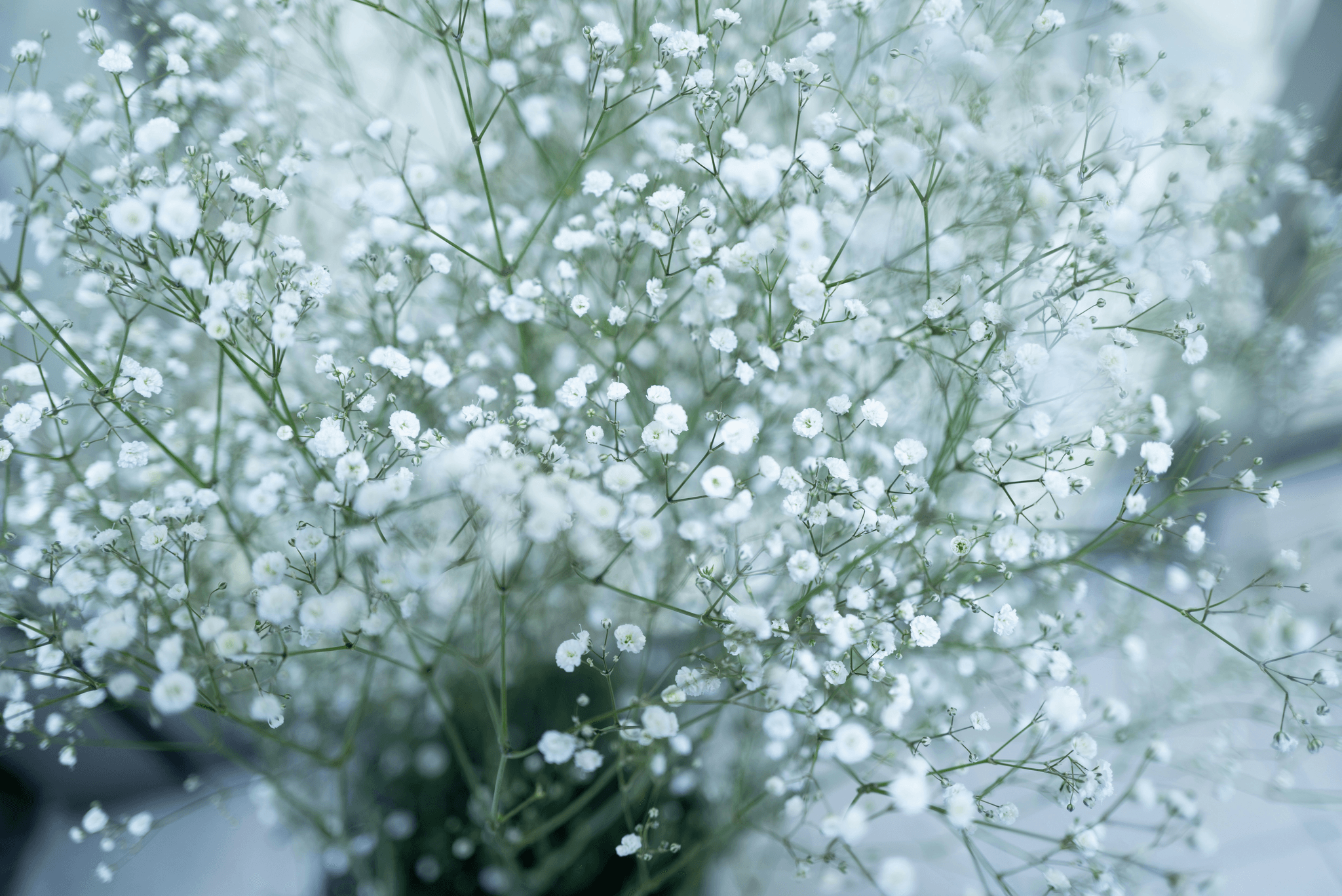 what does babys breath symbolize: beauty and purity represented by baby breath flowers.