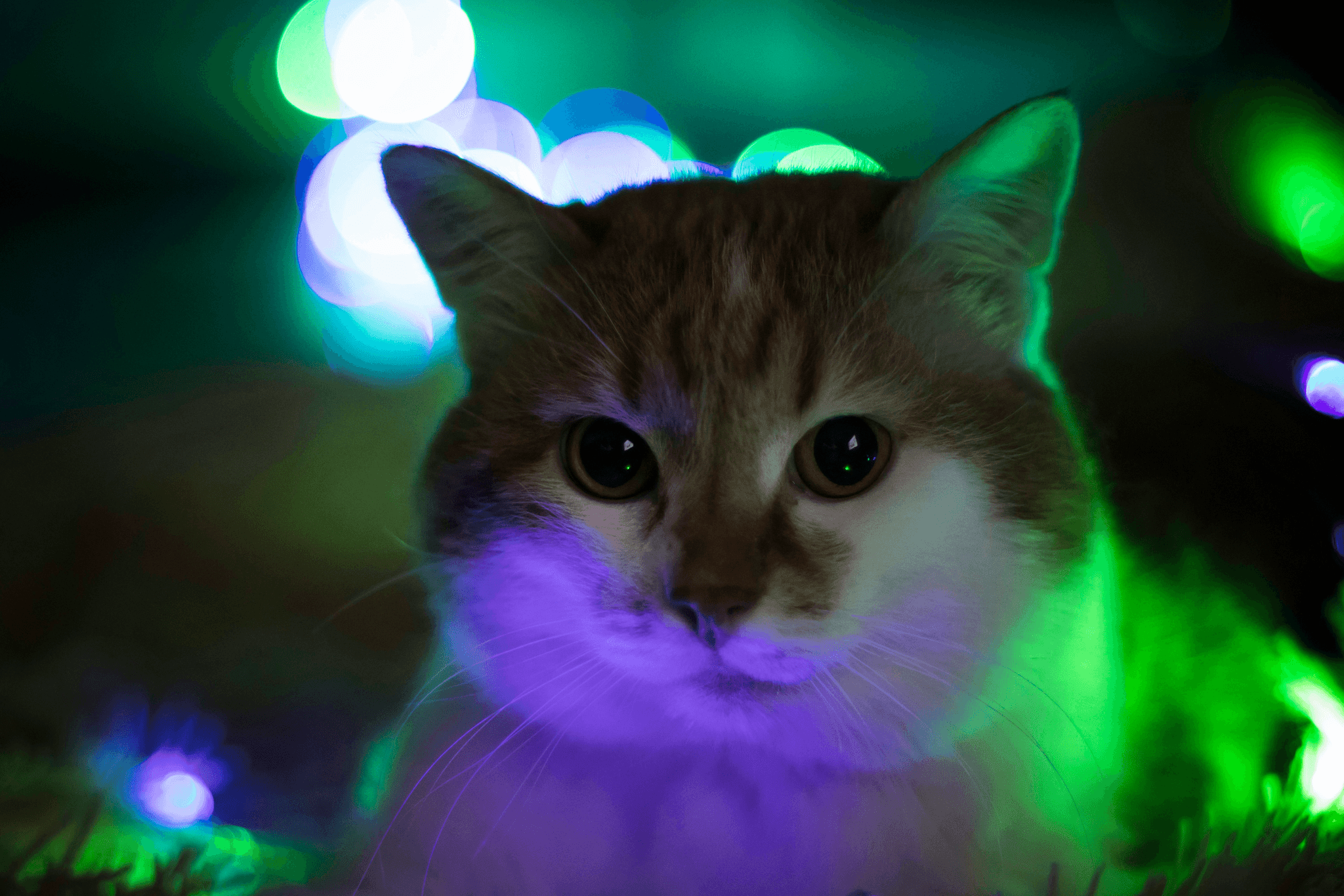 Playful cat enjoying automatic laser toy for indoor cats