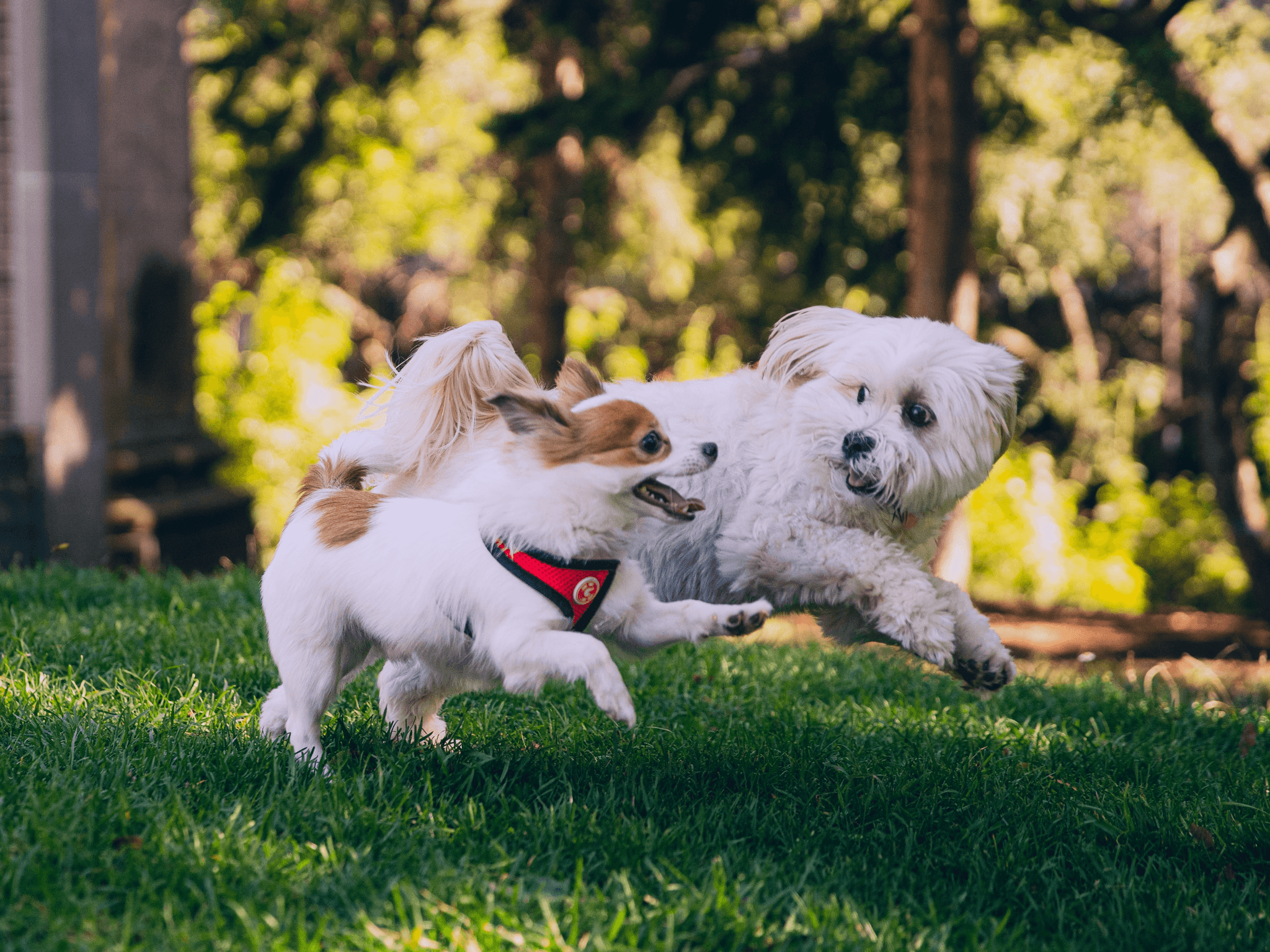 Small dogs enjoying playtime at the park with petsafe dog shock collar alternative