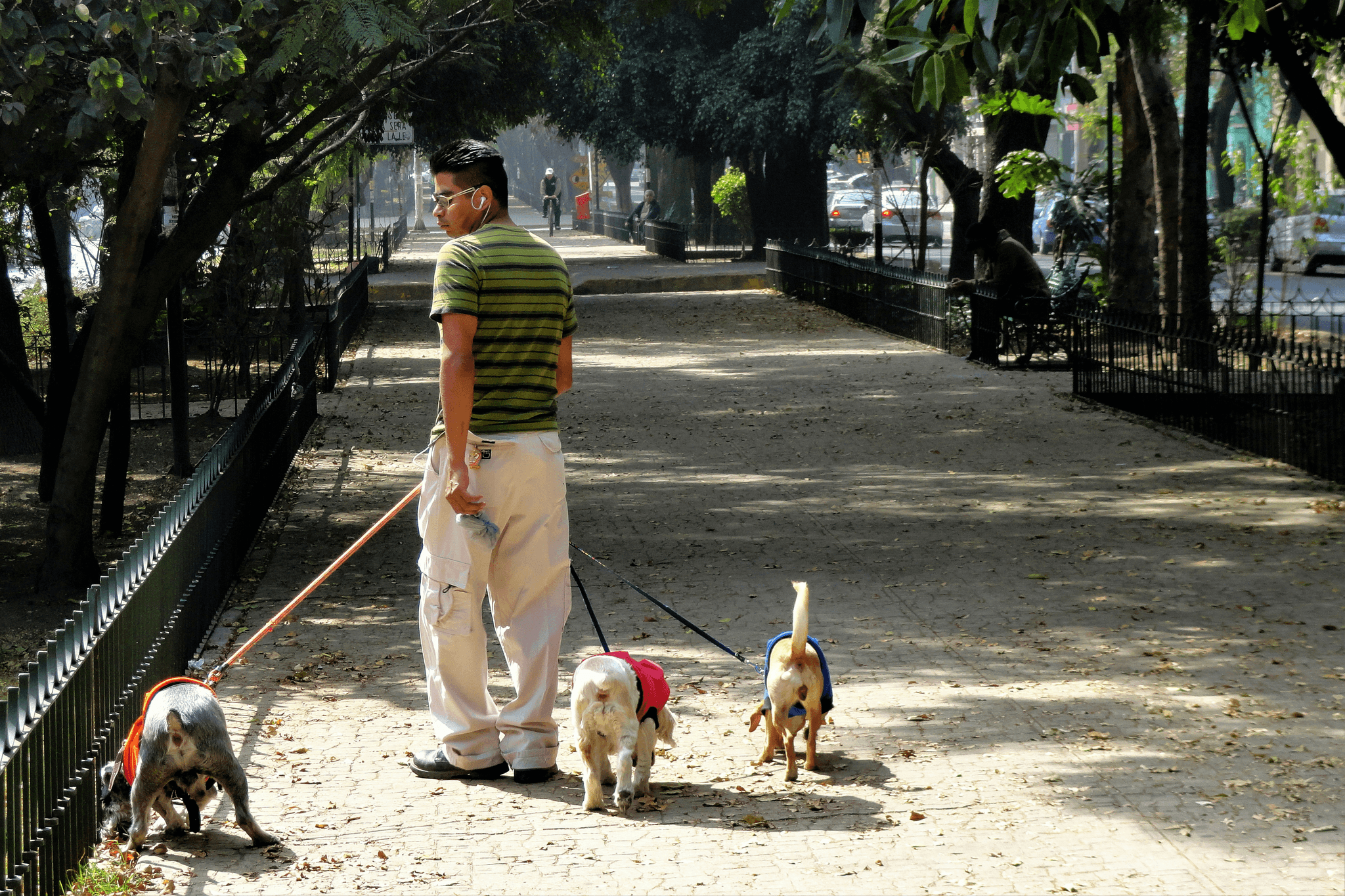 Pet Walking