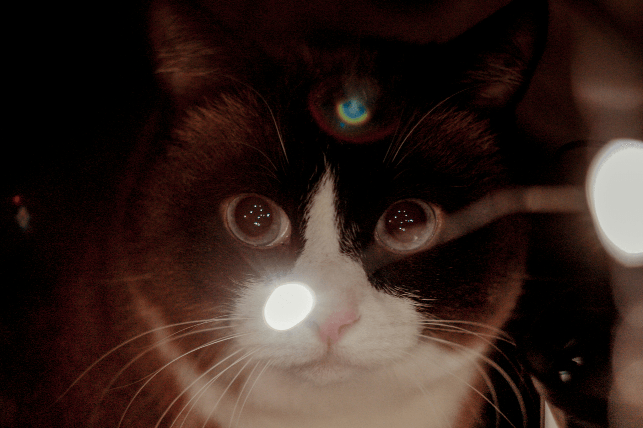 Safe and stimulating automatic cat toy